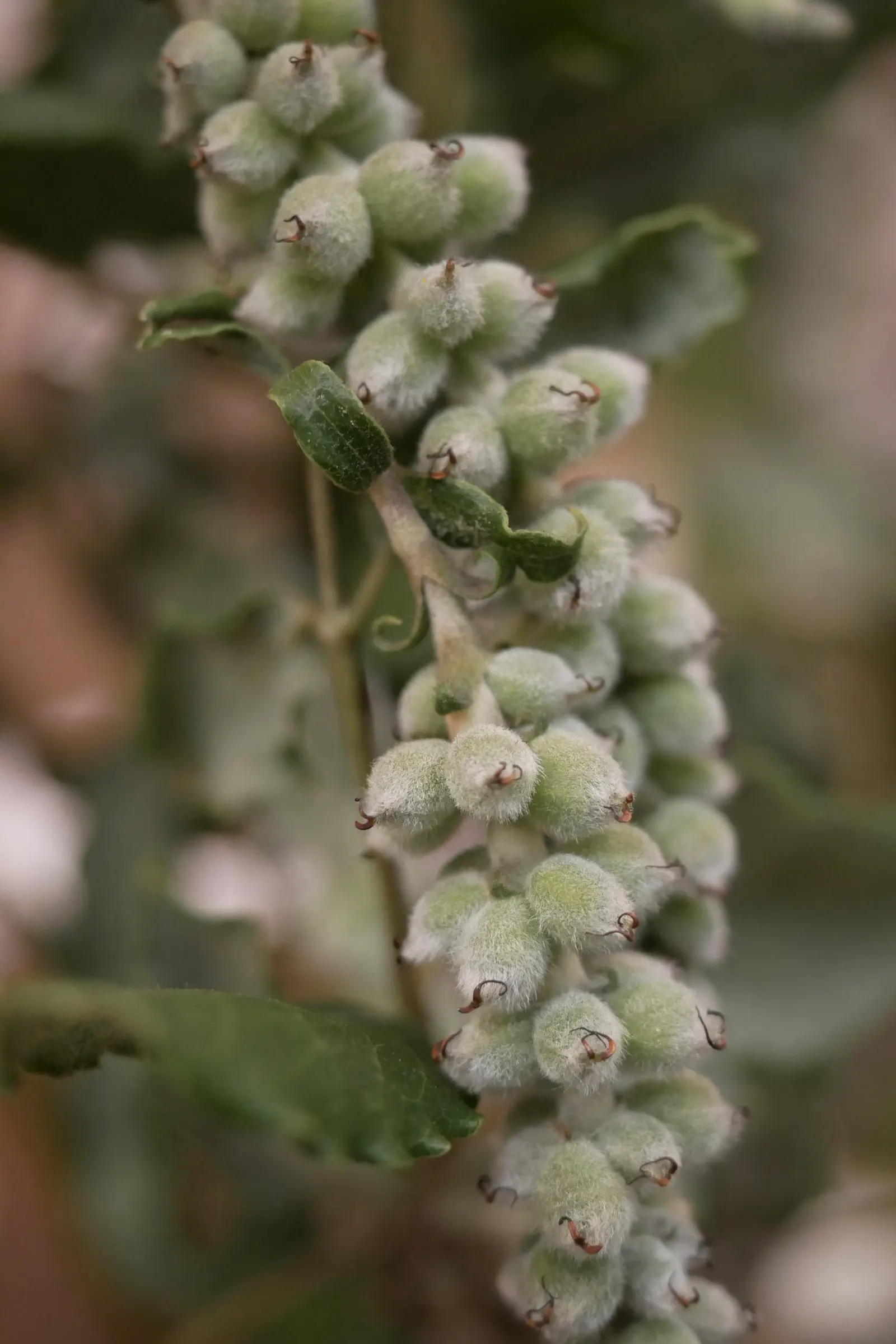 Coast Silktassel (Garrya elliptica) — When incorporating Coast Silktassel into a garden design; the Coast Silktassel can be used for visual interest as a hedge