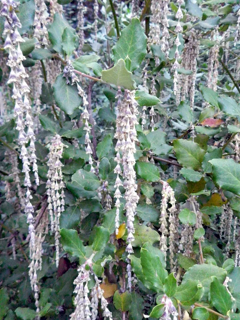 Coast Silktassel (Garrya elliptica) — stretching 6 to 8 inches long