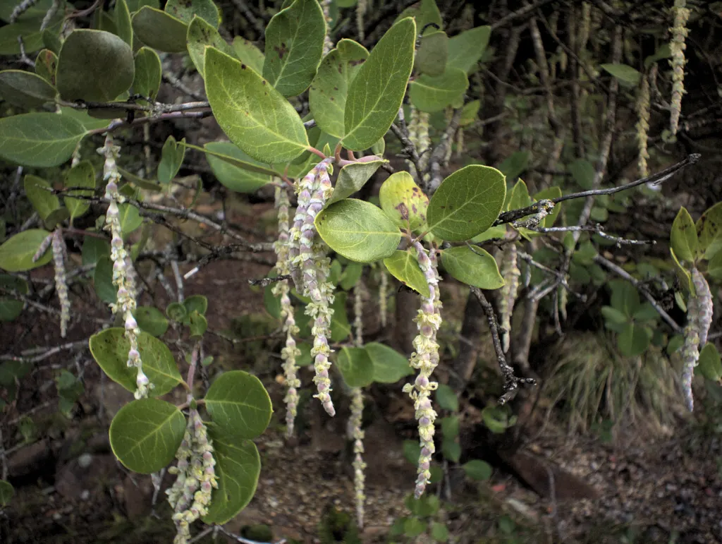 Coast Silktassel (Garrya elliptica) — silvery catkins that embellish the plant in late winter to early spring; this species thrives in USDA, image 58