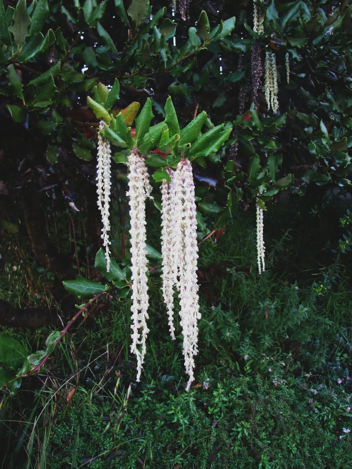 Coast Silktassel (Garrya elliptica) — Coast Silktassel (Garrya elliptica) is an evergreen shrub