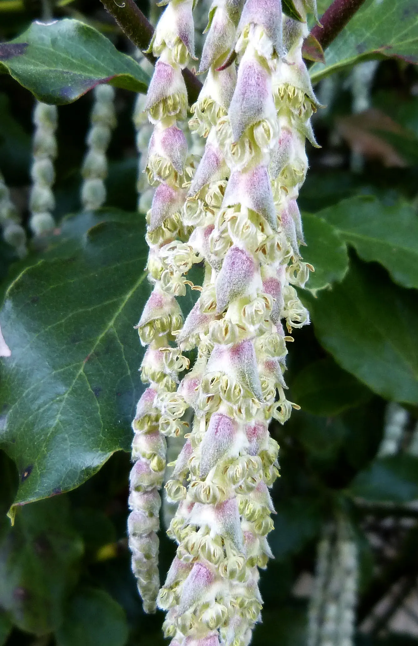 Coast Silktassel (Garrya elliptica) — Provide well-drained soil for optimal growth, and prune as needed to maintain the desired shape