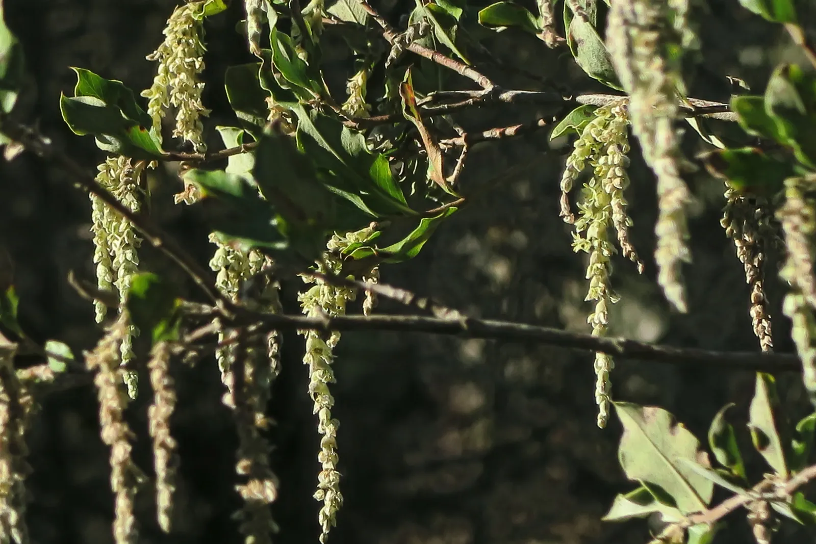Coast Silktassel (Garrya elliptica) — shrub with white blooms; the Coast Silktassel can be used for visual interest as a hedge