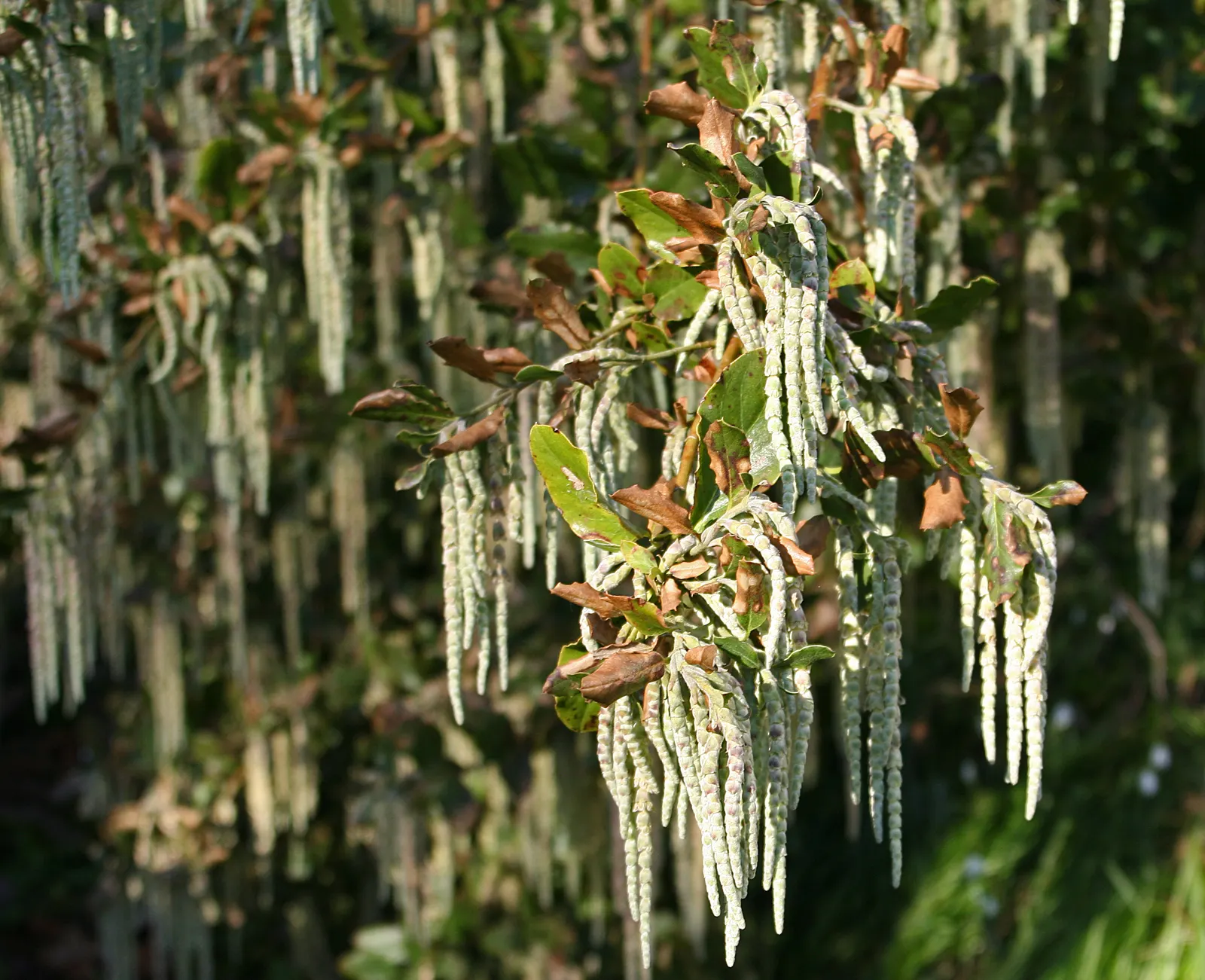 Coast Silktassel (Garrya elliptica) — Drought-tolerant once established; this species thrives in USDA Hardiness Zones 7-10
