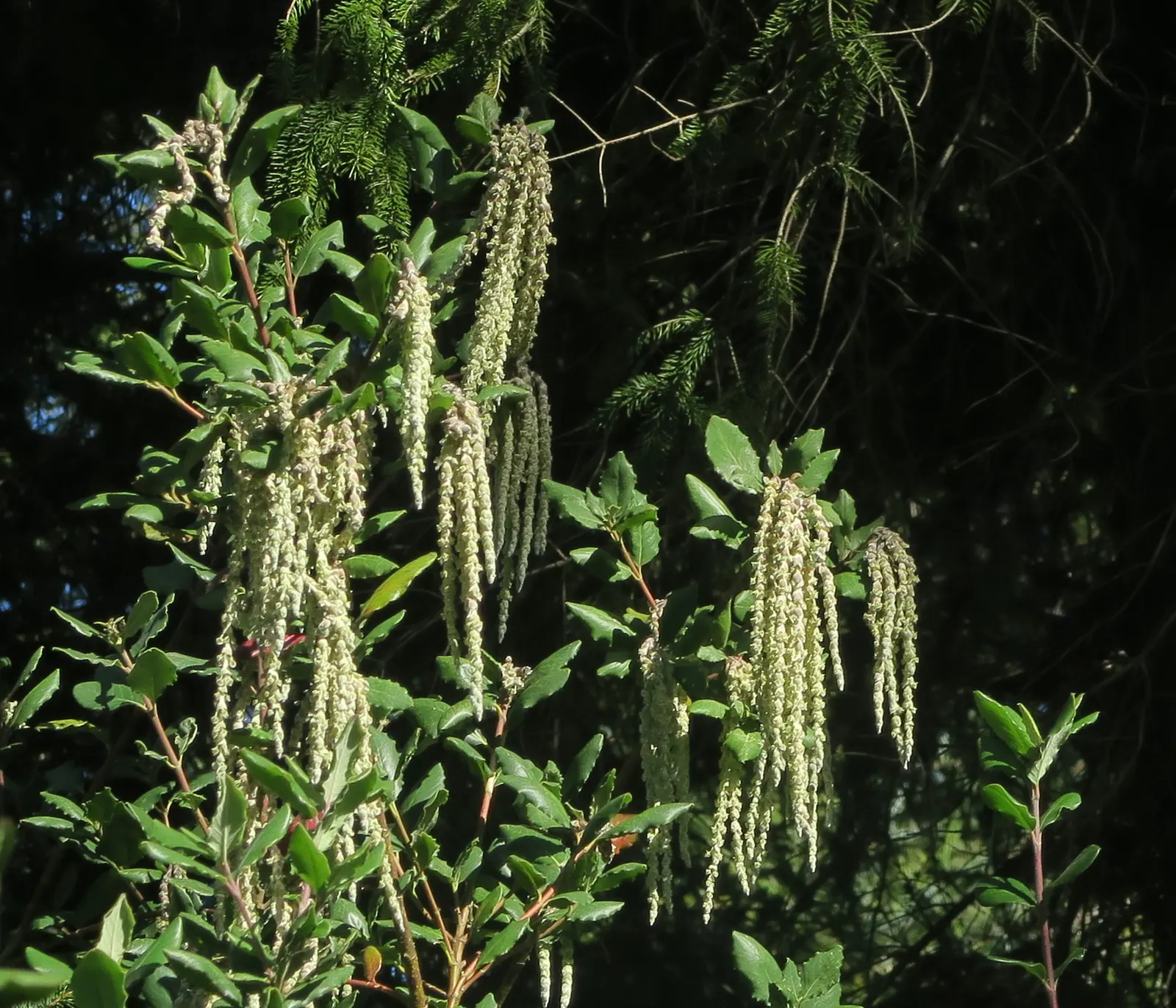 Coast Silktassel (Garrya elliptica) — It features leathery, elliptical leaves spanning up to 4 inches long, providing year-round dense foliage; the Coast