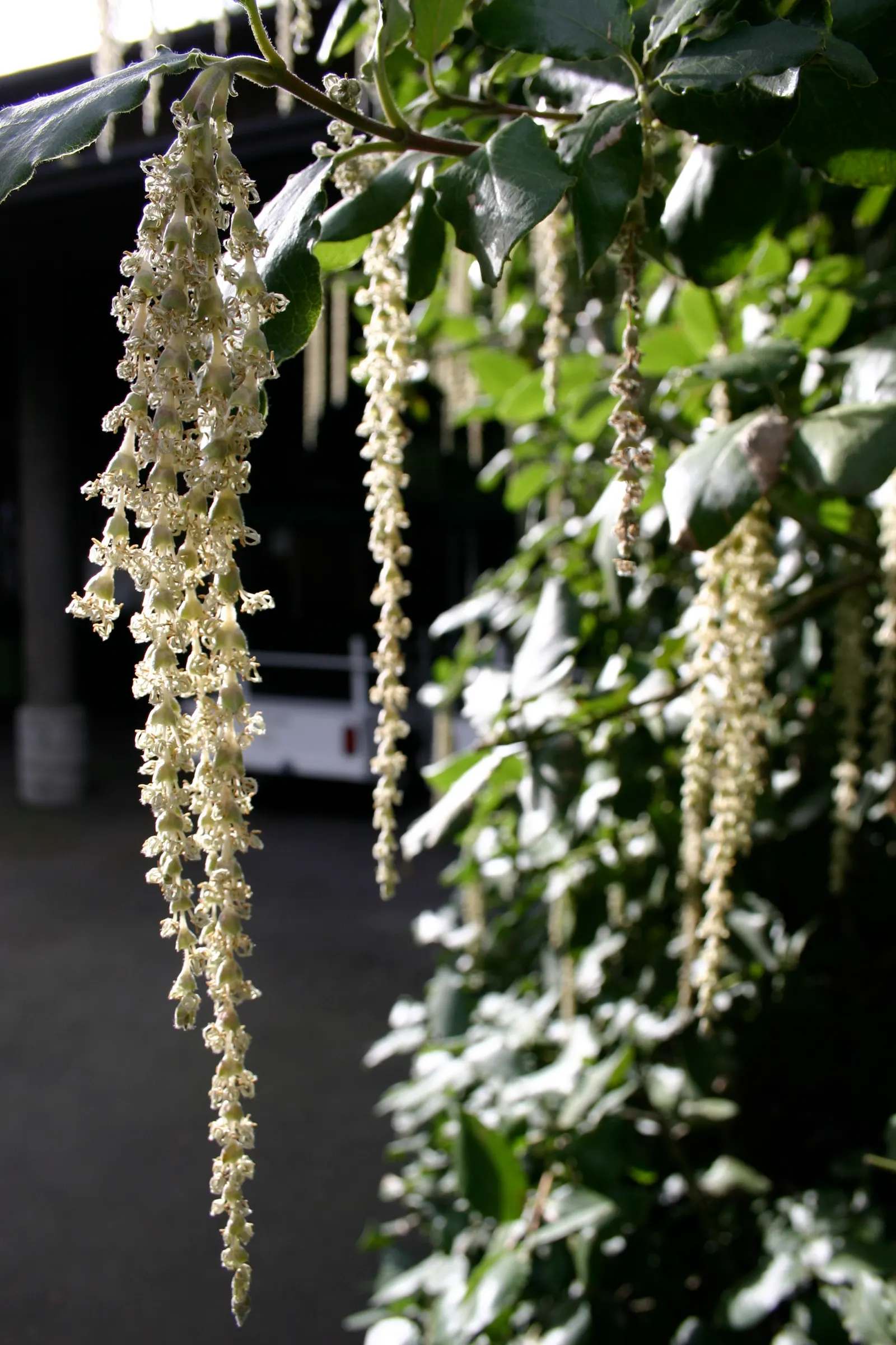 Coast Silktassel (Garrya elliptica) — It is drought-tolerant once established and requires minimal maintenance; making it an excellent choice for adding