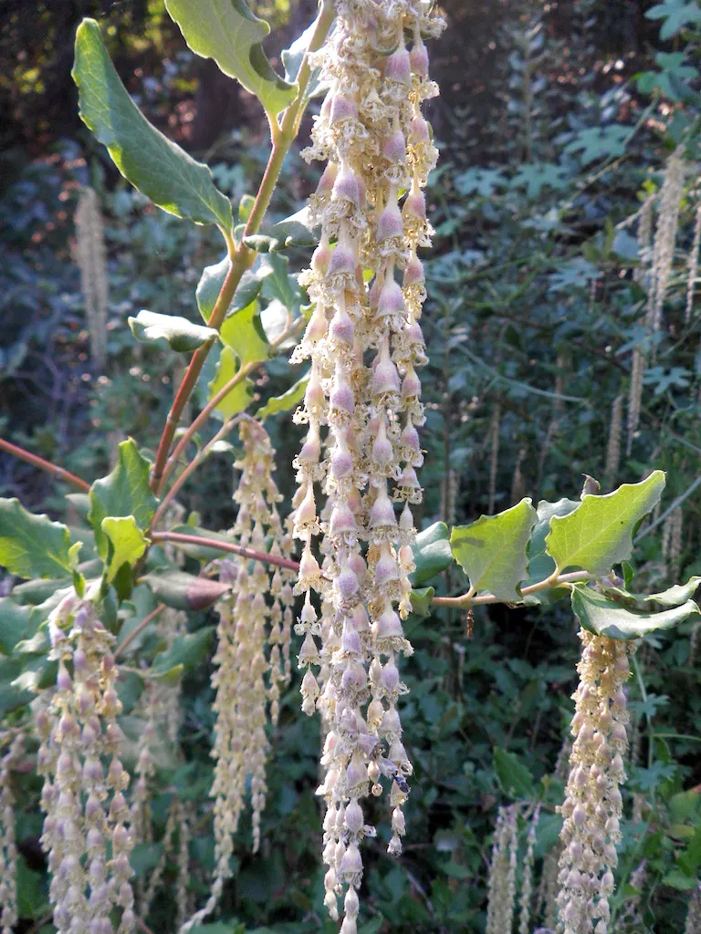 Coast Silktassel (Garrya elliptica) — making it an excellent choice for adding texture and movement to the landscape; ideal for hedges or screens, it grows 8