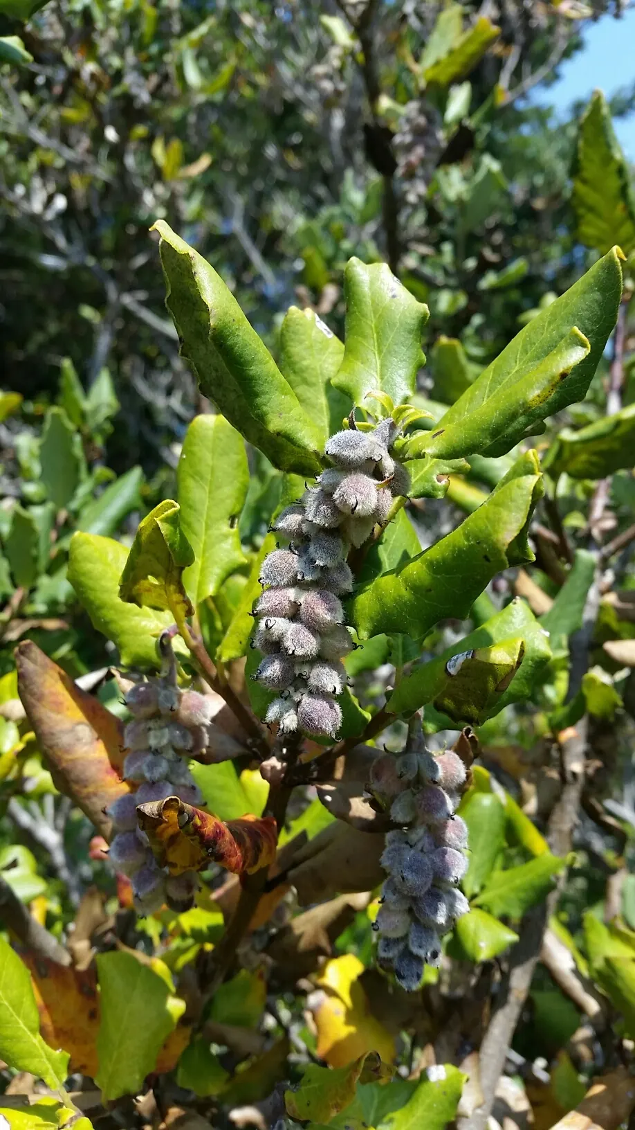 Coast Silktassel (Garrya elliptica) — Provide well-drained soil for optimal growth, and prune as needed to maintain the desired shape; this species thrives in