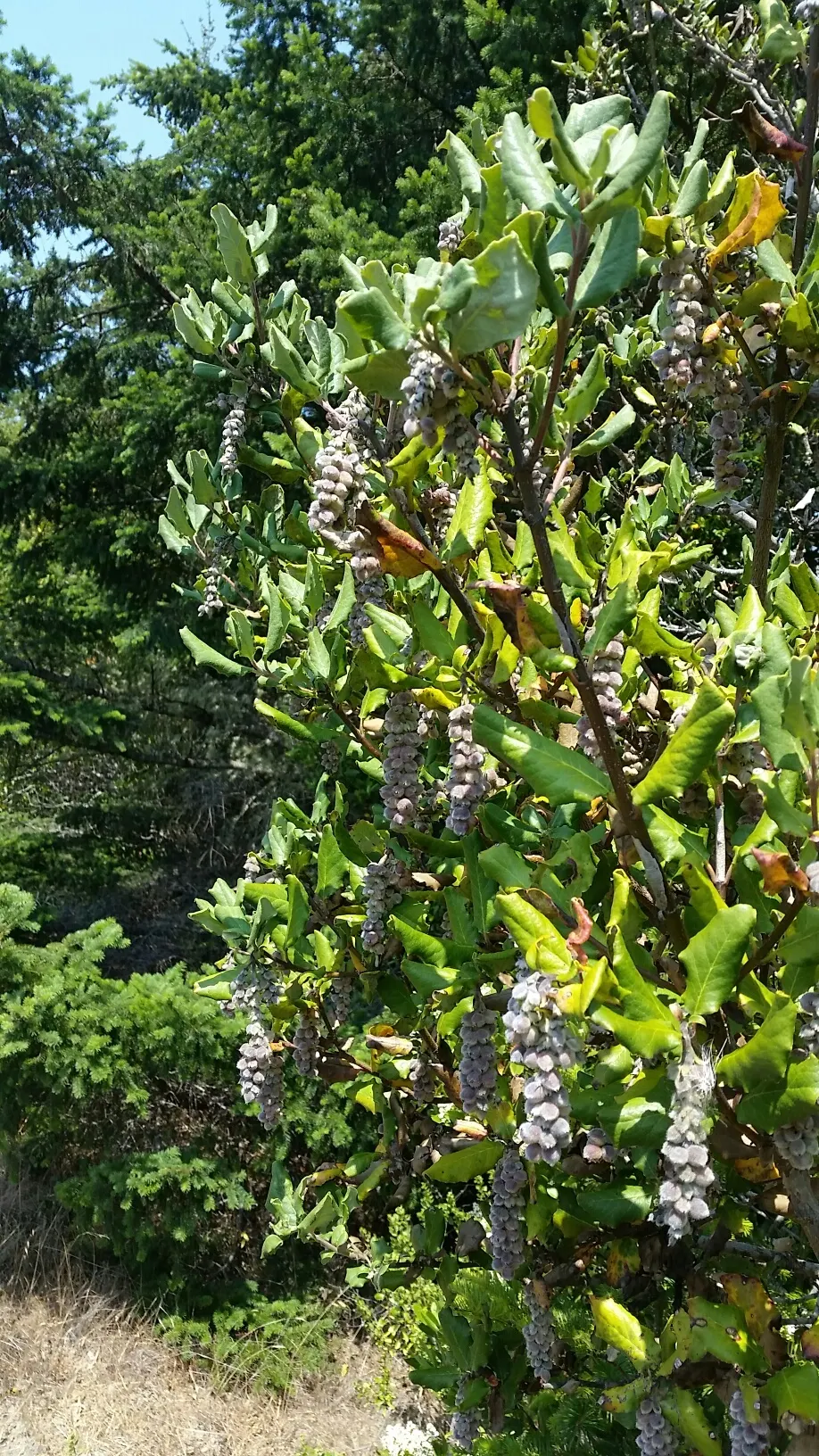 Coast Silktassel (Garrya elliptica) — Male and female flowers are on separate plants (dioecious); ideal for hedges or screens, it grows 8 to 10 feet high and
