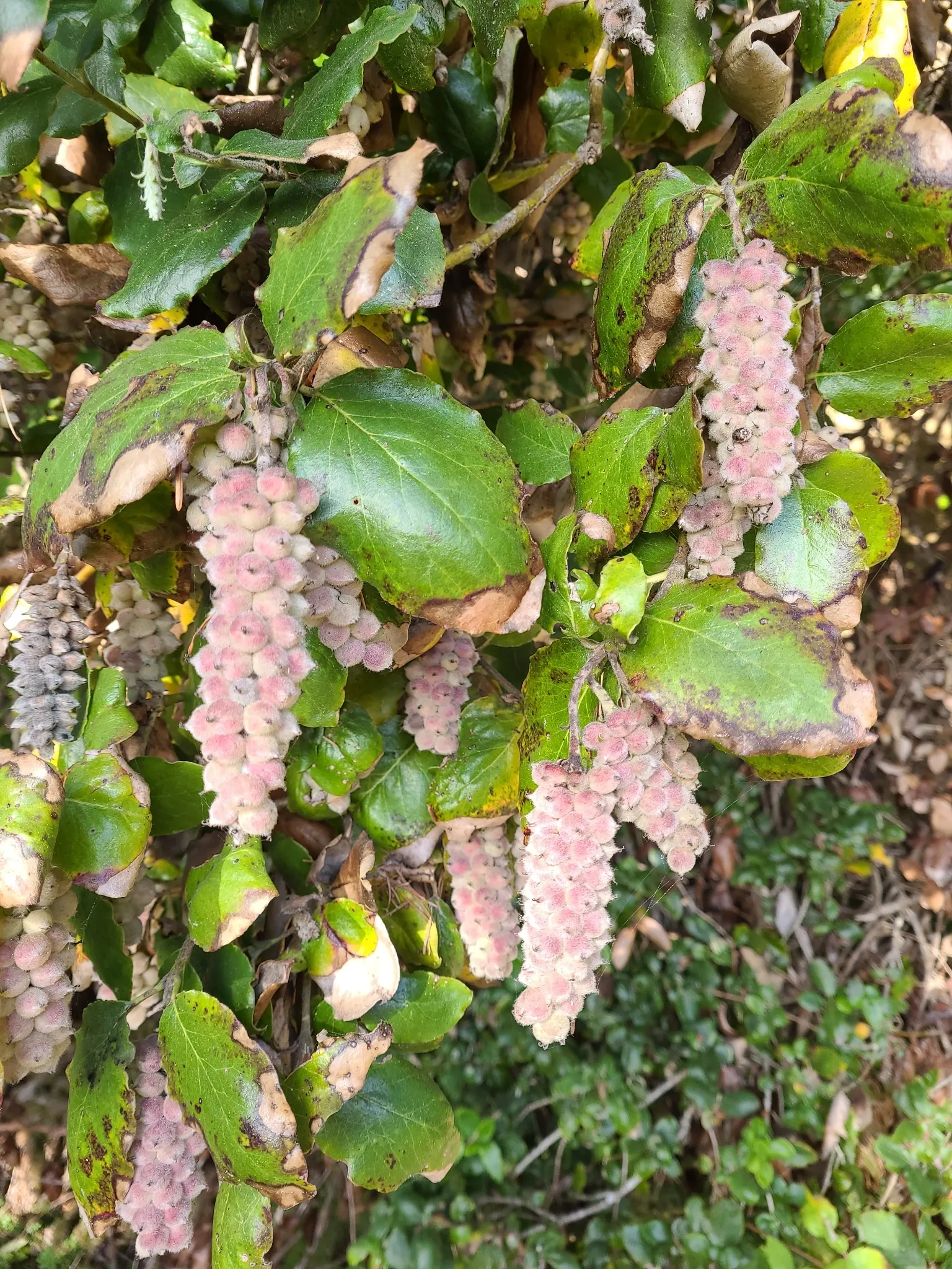 Coast Silktassel (Garrya elliptica) — and gracefully drooping in cascading tassels