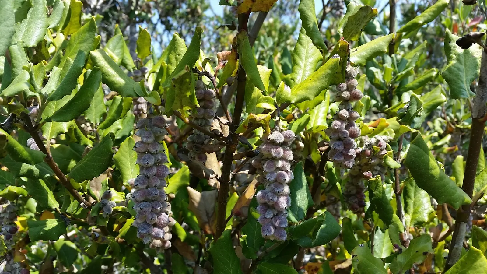 Coast Silktassel (Garrya elliptica) — Ideal for hedges or screens, it grows 8 to 10 feet high and wide in USDA zones 7-10; making it an excellent choice for