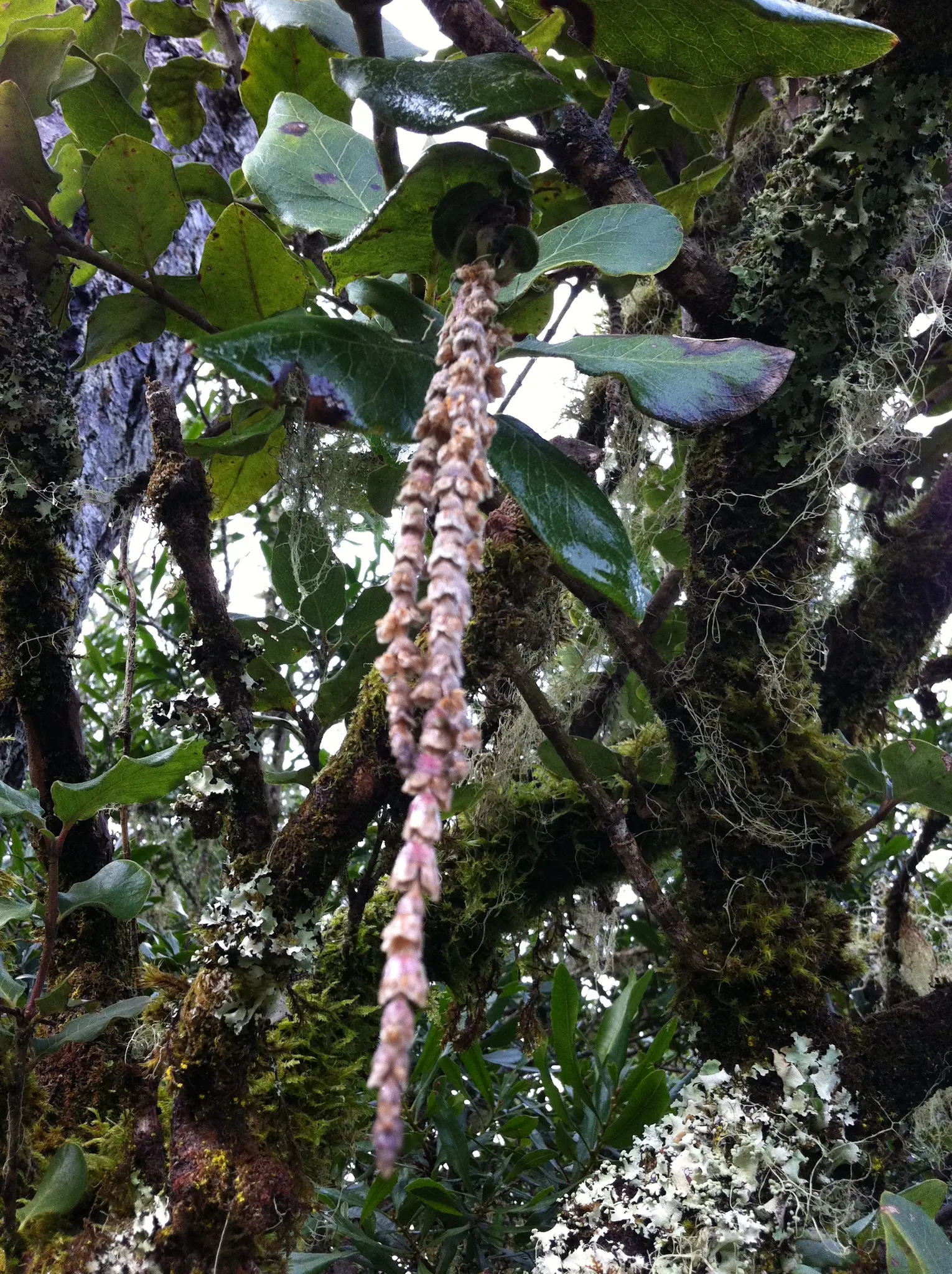 Coast Silktassel (Garrya elliptica) — Prefers partial shade to full sun and well-drained soil; ideal for hedges or screens, it grows 8 to 10 feet, image 61