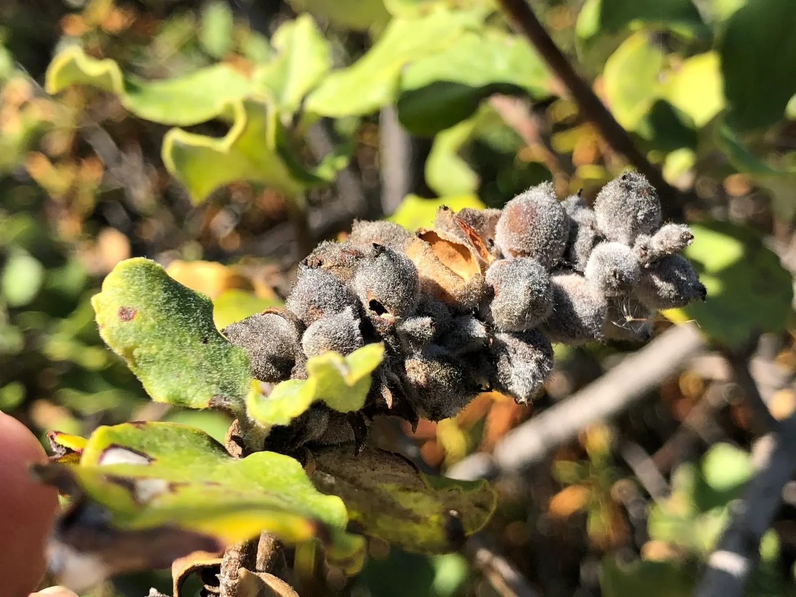 Coast Silktassel (Garrya elliptica) — white flowers in the garden; this species thrives in USDA Hardiness Zones 7-10