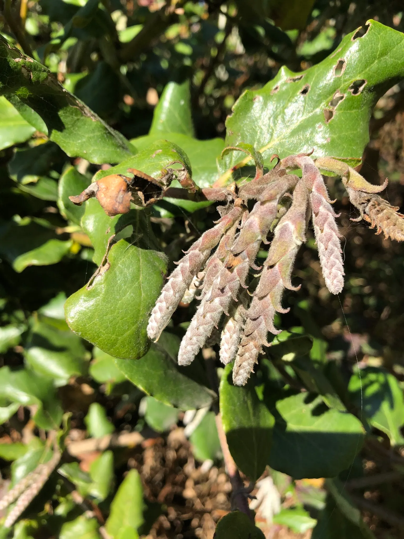 Coast Silktassel (Garrya elliptica) — silvery catkins that embellish the plant in late winter to early spring; this species thrives in USDA Hardiness Zones 7-10