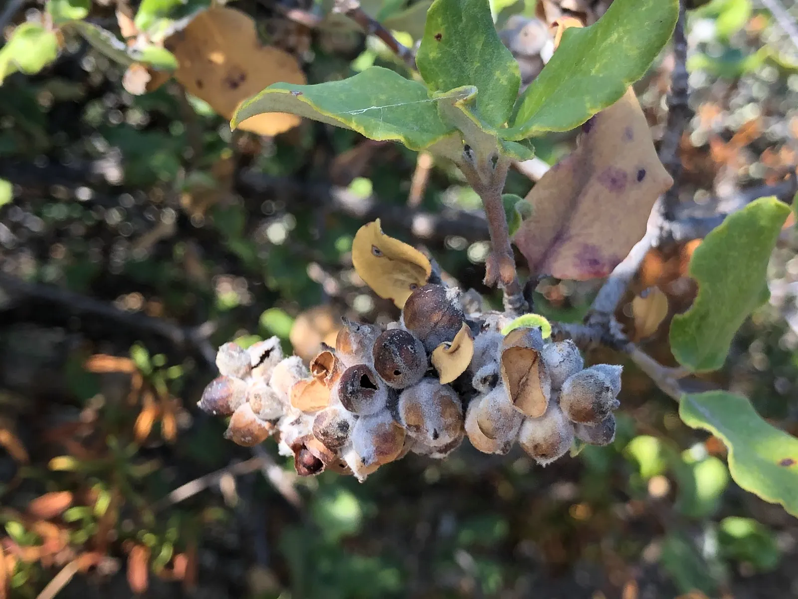 Coast Silktassel (Garrya elliptica) — it provides a year-round display of deep green foliage with a matte finish and a pale underside; this species thrives in