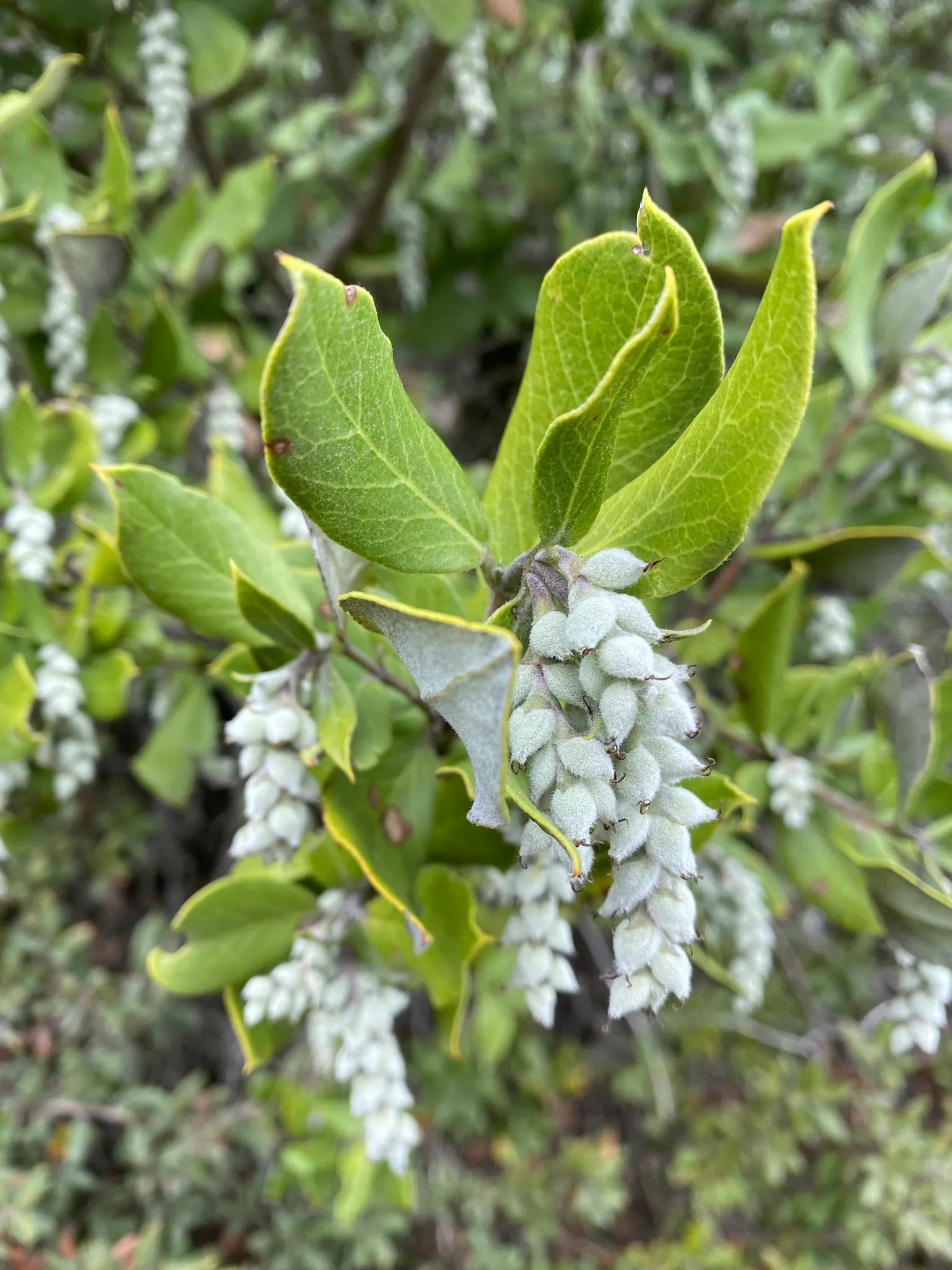 Coast Silktassel (Garrya elliptica) — elliptical leaves that measure roughly 2 to 4 inches long