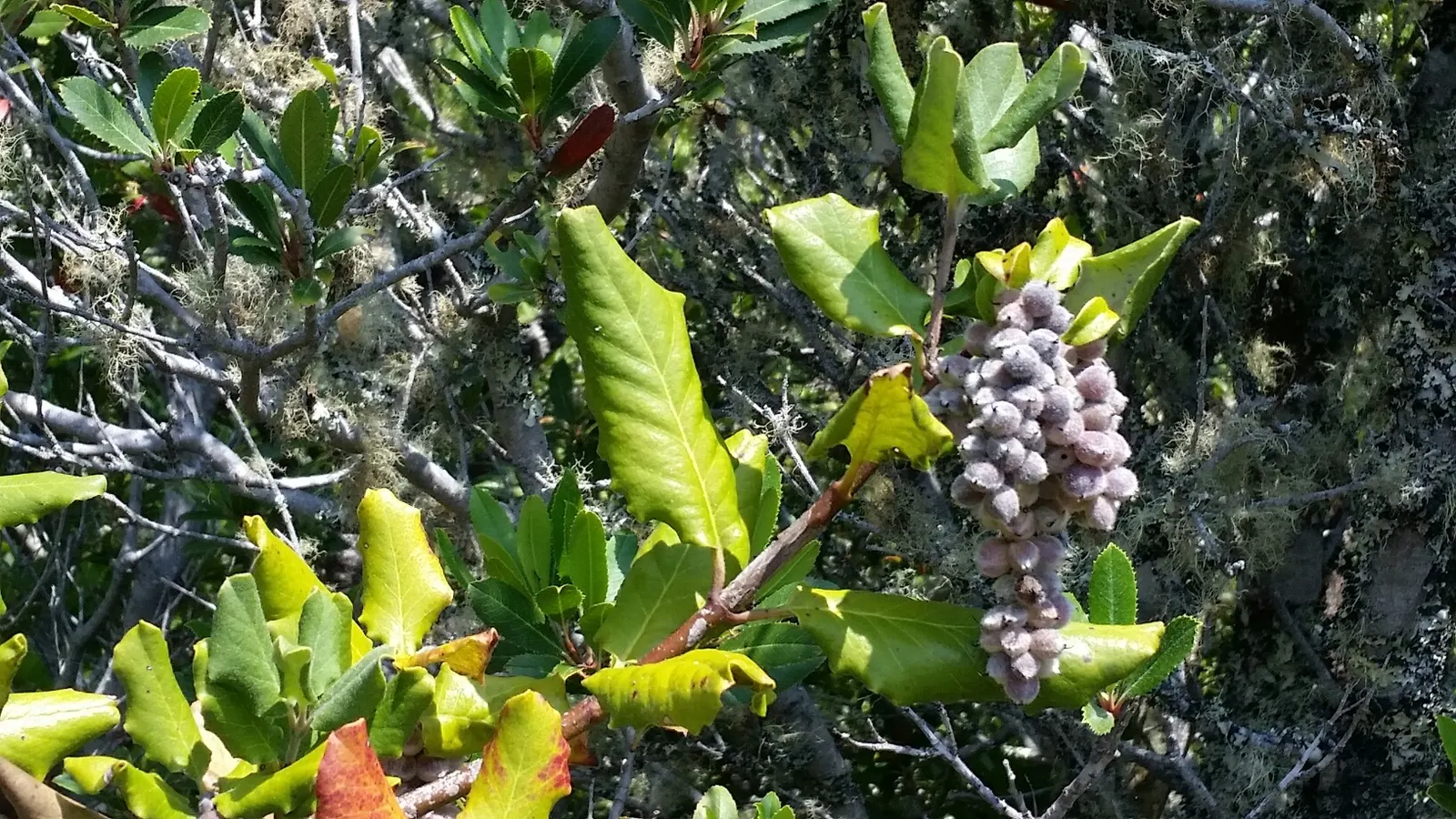 Coast Silktassel (Garrya elliptica) — silvery catkins that embellish the plant in late winter to early spring