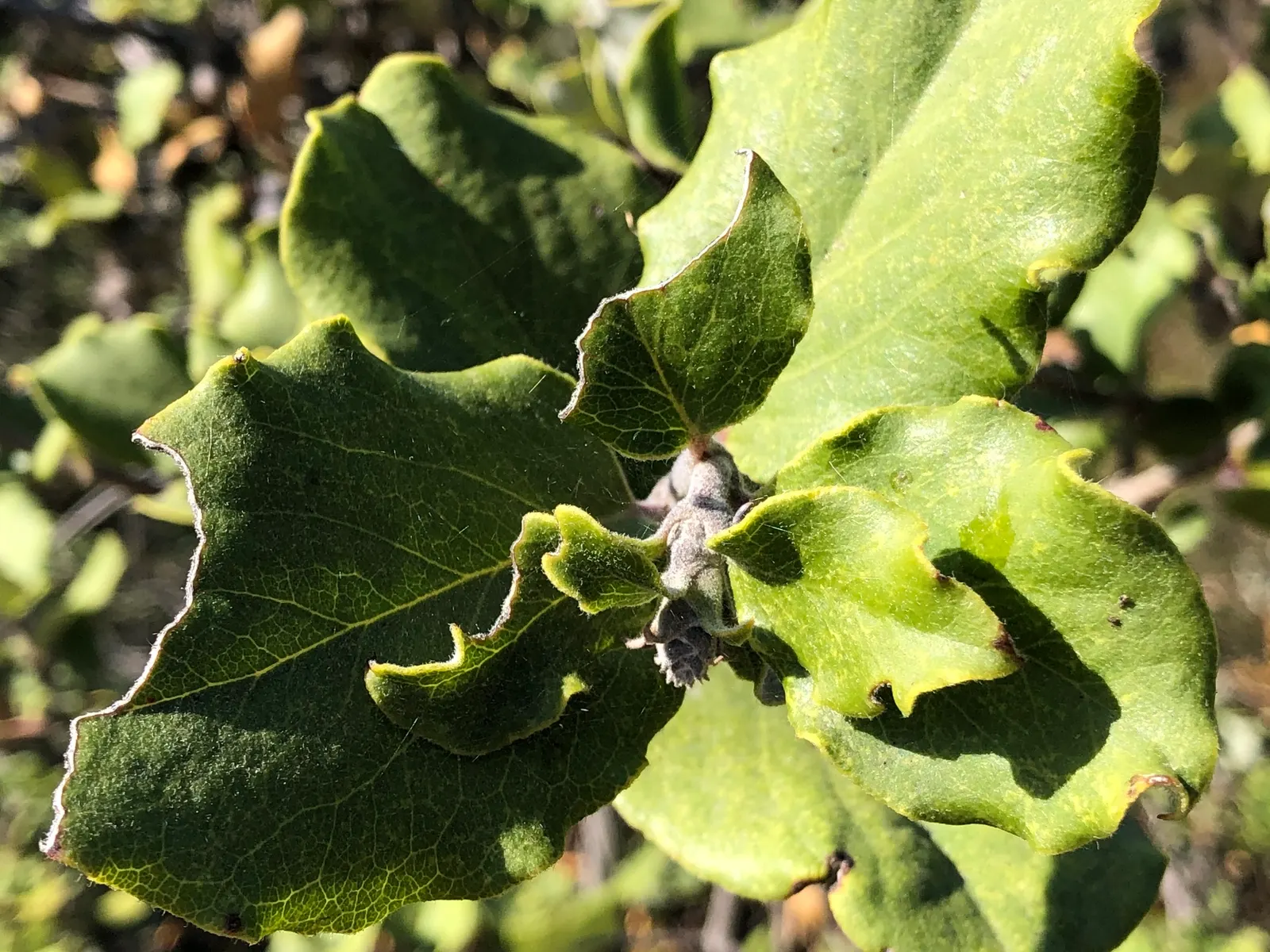 Coast Silktassel (Garrya elliptica) — When incorporating Coast Silktassel into a garden design