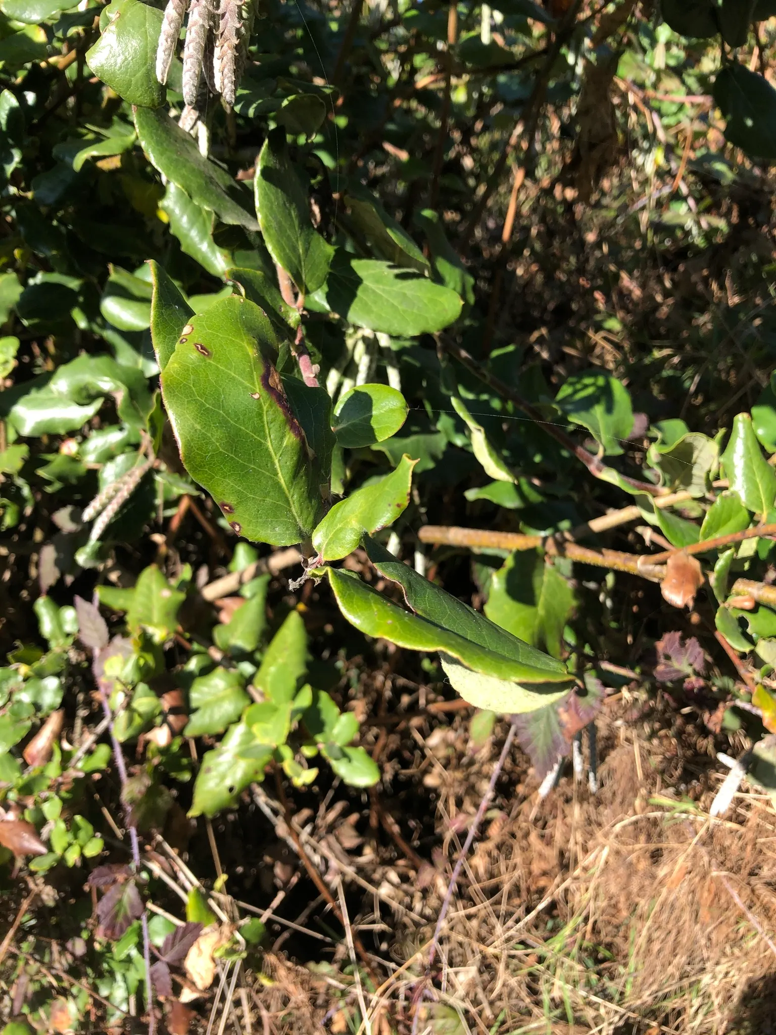 Coast Silktassel (Garrya elliptica) — It is drought-tolerant once established and requires minimal maintenance