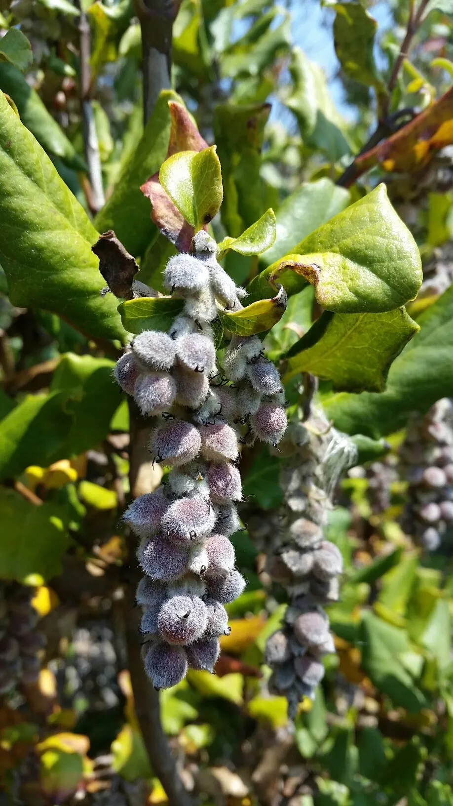 Coast Silktassel (Garrya elliptica) — Drought-tolerant once established
