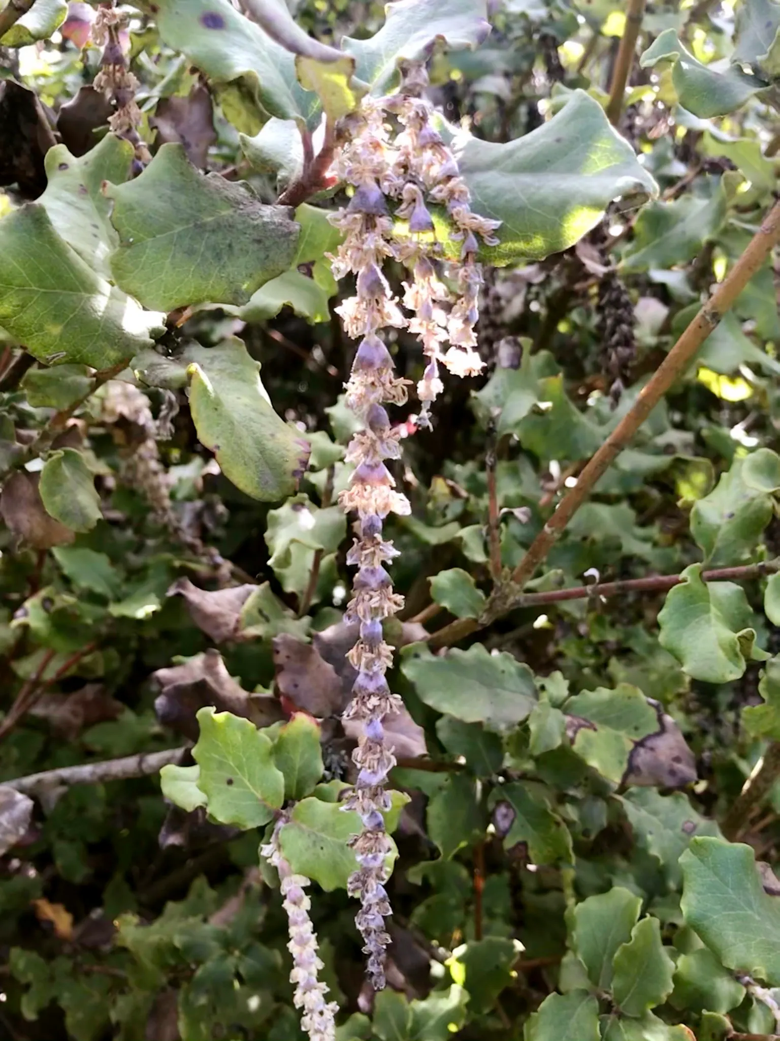 Coast Silktassel (Garrya elliptica) — which appear in the winter and can persist into the early spring; making it an excellent choice for adding, image 68