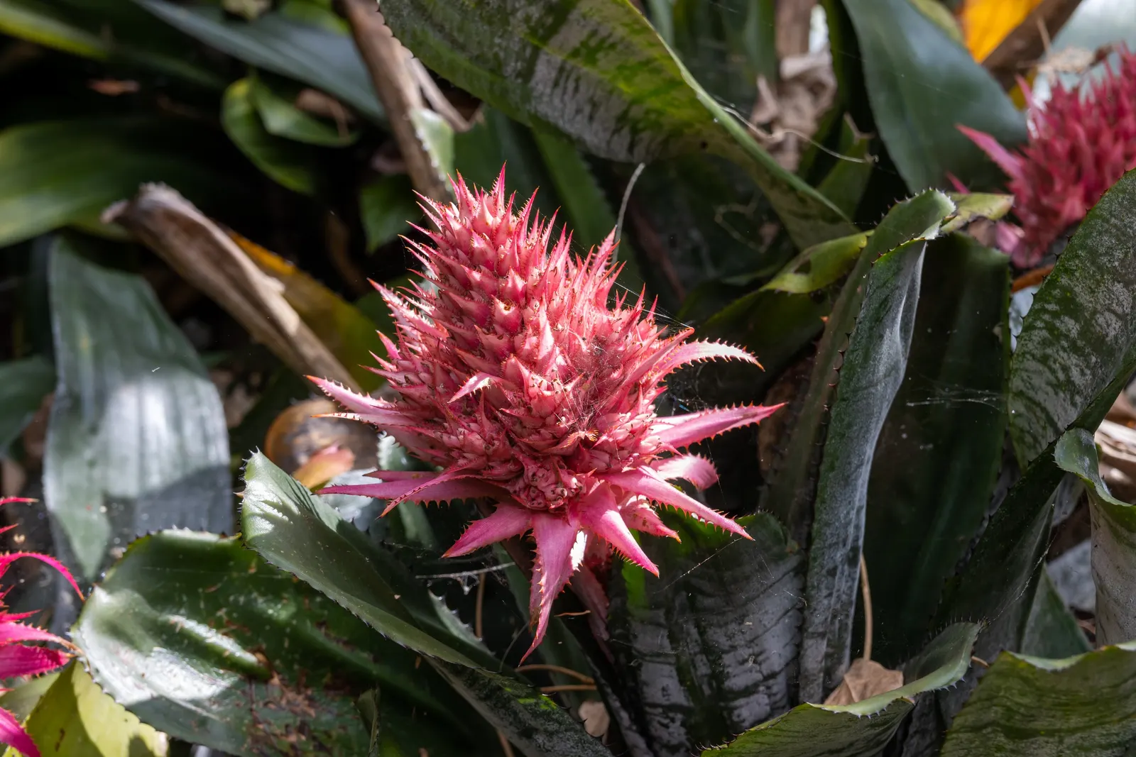 Pink Thistle Bromeliad (Aechmea Fasciata) — succulent with pink and red blooms; typically between 2 to 4 months