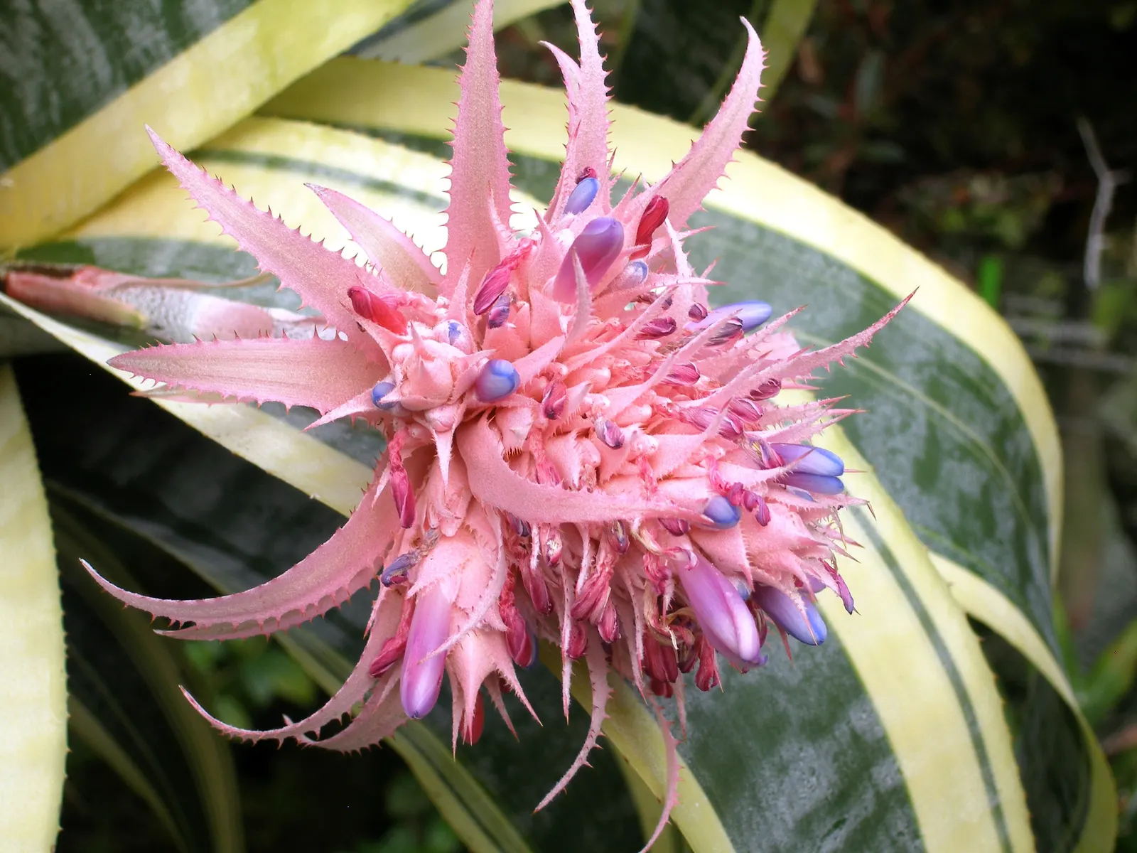 Pink Thistle Bromeliad (Aechmea Fasciata) — horizontal banding pattern.<br><br>The plant\'s most remarkable feature is its stunning inflorescence; succulent