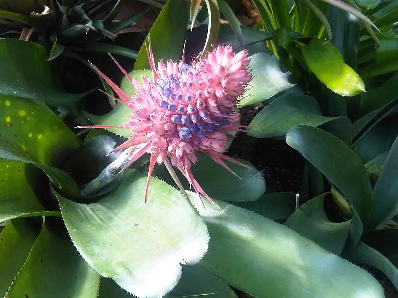 Pink Thistle Bromeliad (Aechmea Fasciata) — Aechmea fasciata prefers bright; pink and red flowers in the garden, image 93