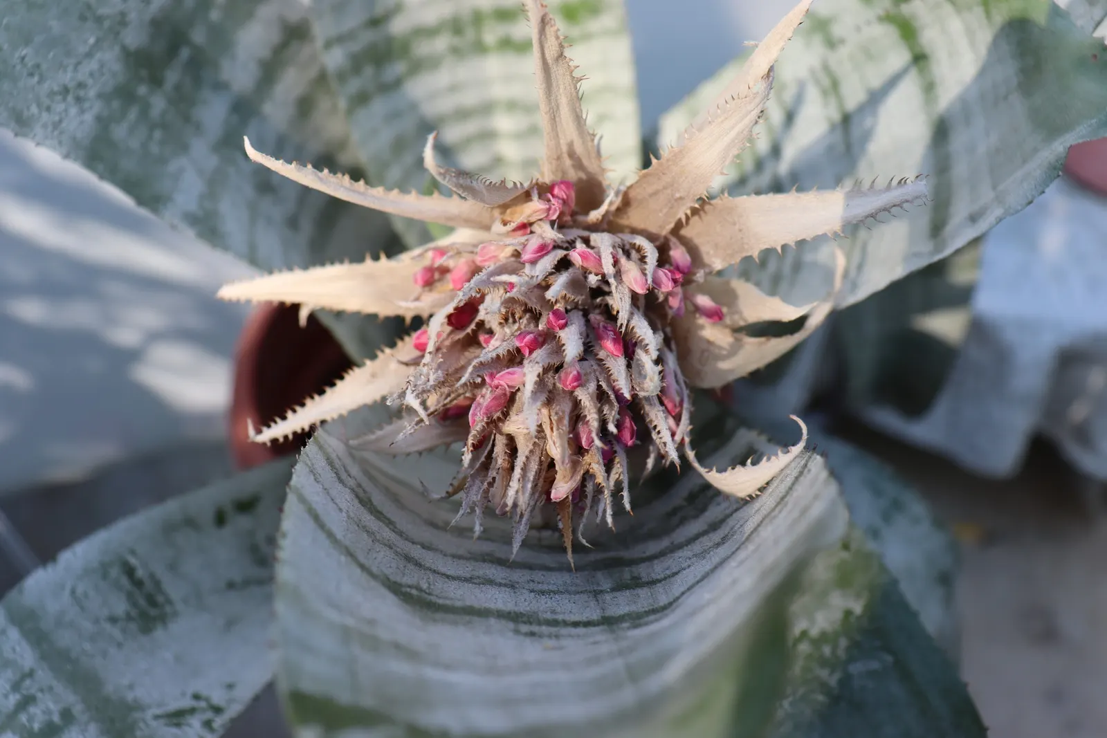 Pink Thistle Bromeliad (Aechmea Fasciata) — indirect sunlight and thrives in USDA Hardiness Zones 10 to 12