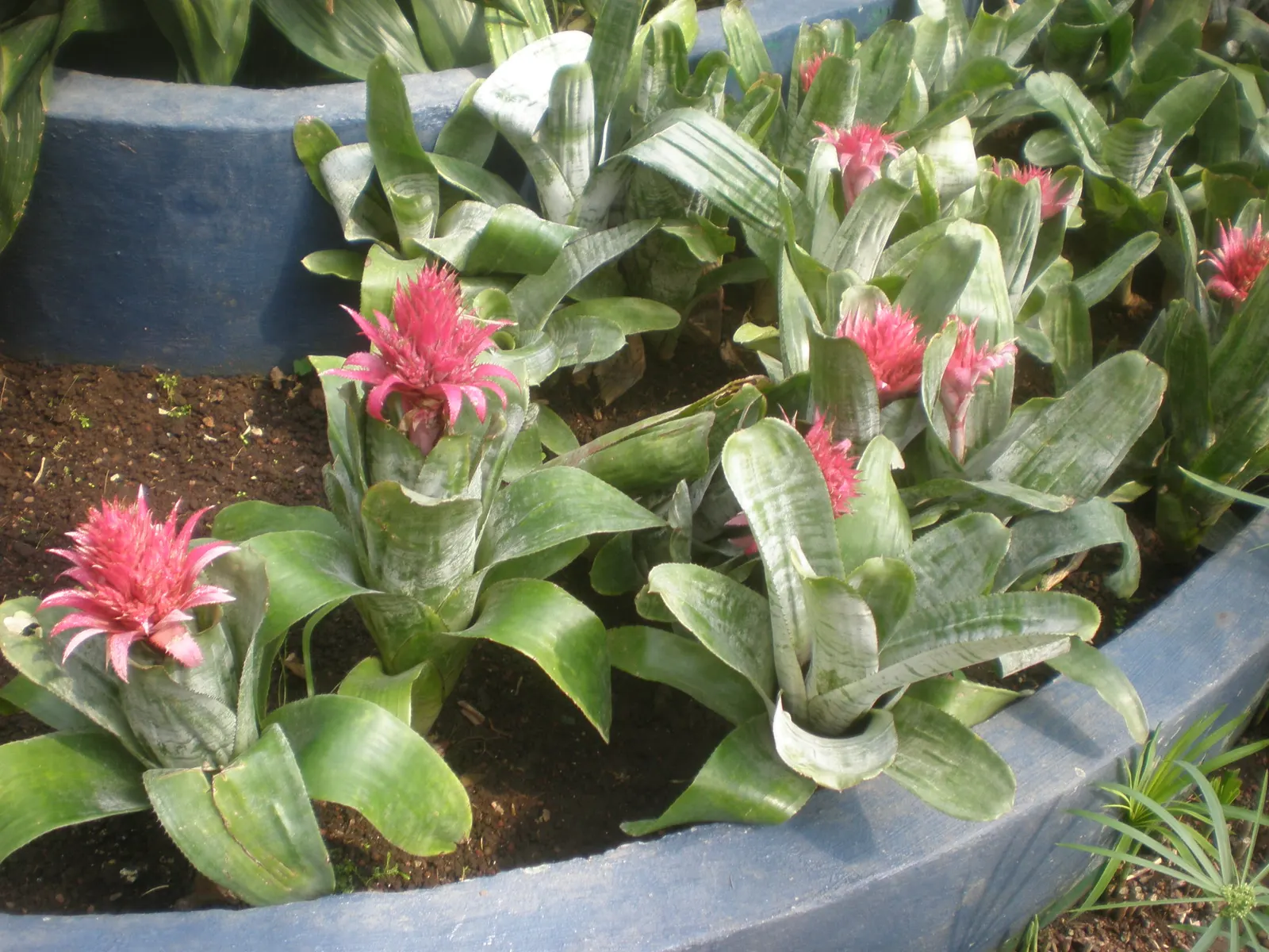 Pink Thistle Bromeliad (Aechmea Fasciata) — this plant boasts a rosette of broad; this robust plant prefers partial shade to filtered light and, image 58
