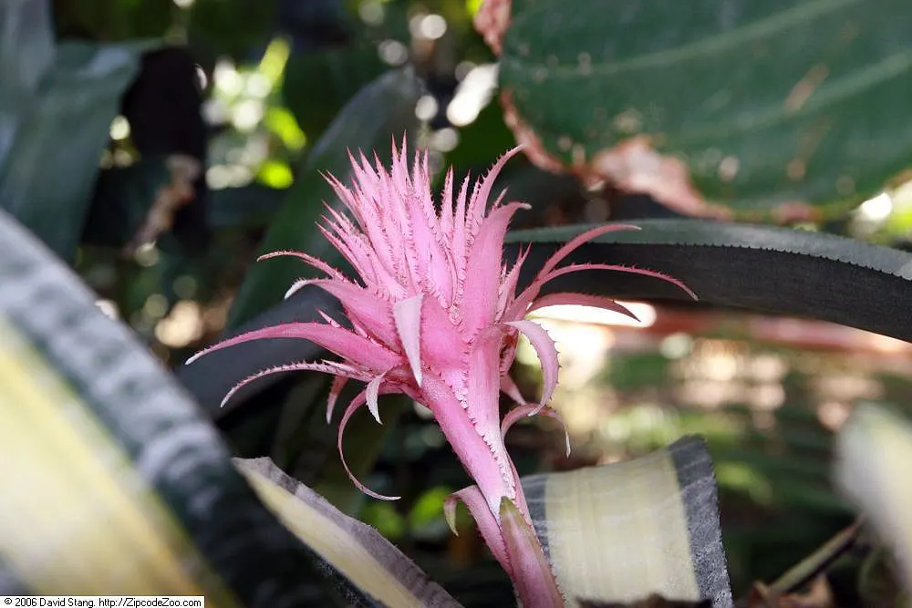Pink Thistle Bromeliad (Aechmea Fasciata) — horizontal banding pattern.<br><br>The plant\'s most remarkable feature is its stunning inflorescence, image 86