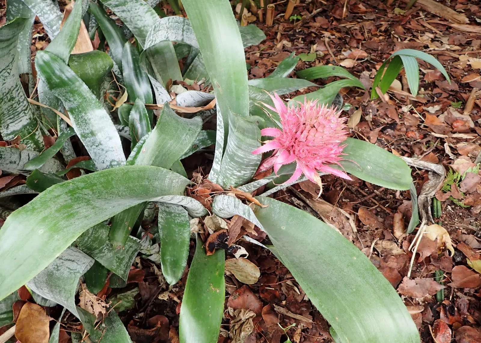 Pink Thistle Bromeliad (Aechmea Fasciata) — Its prominent pink inflorescence, lasting for months, adds vibrant accents to any landscape; horizontal, image 77