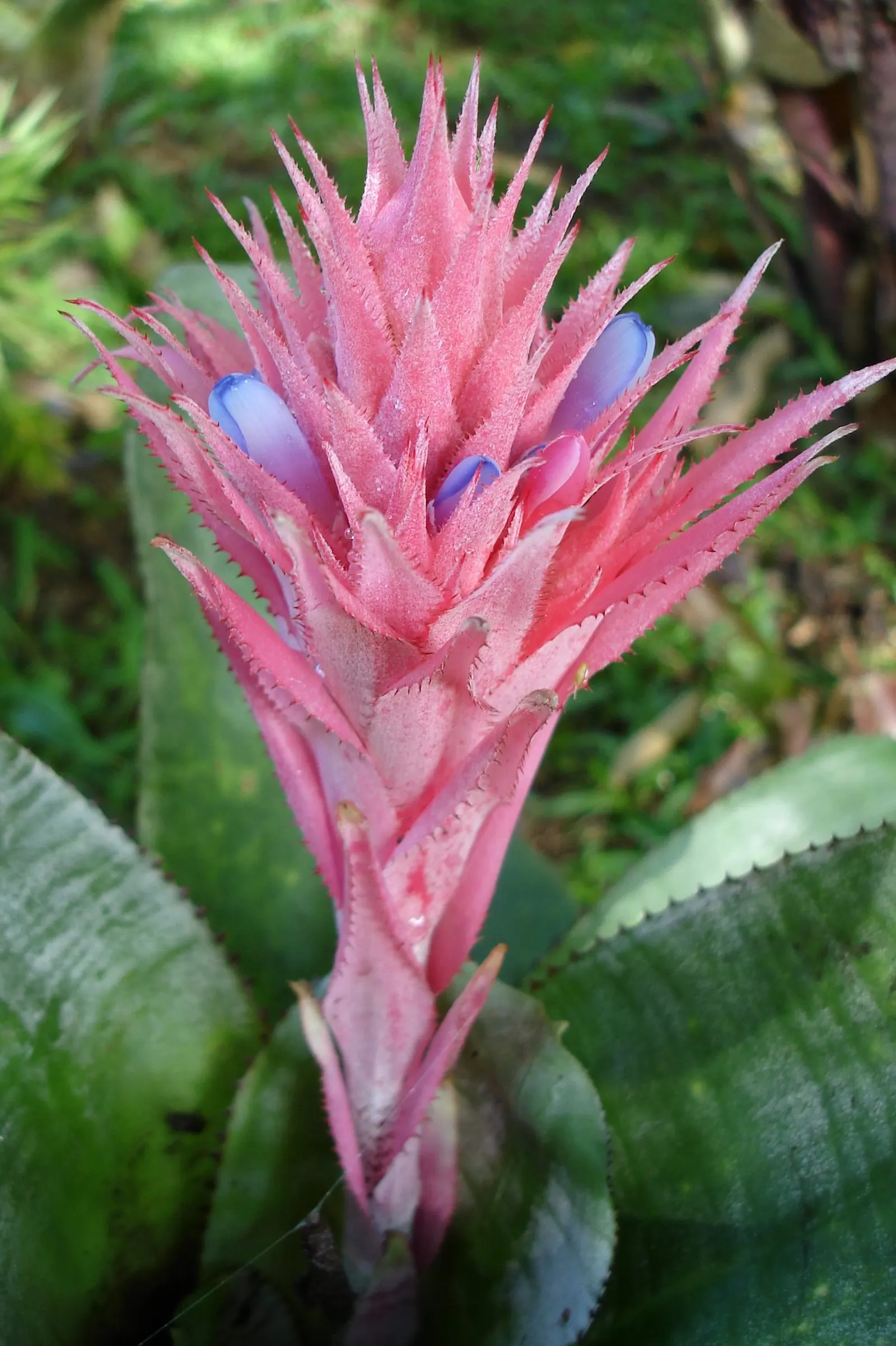 Pink Thistle Bromeliad (Aechmea Fasciata) — Its prominent pink inflorescence, lasting for months, adds vibrant accents to any landscape; horizontal, image 102