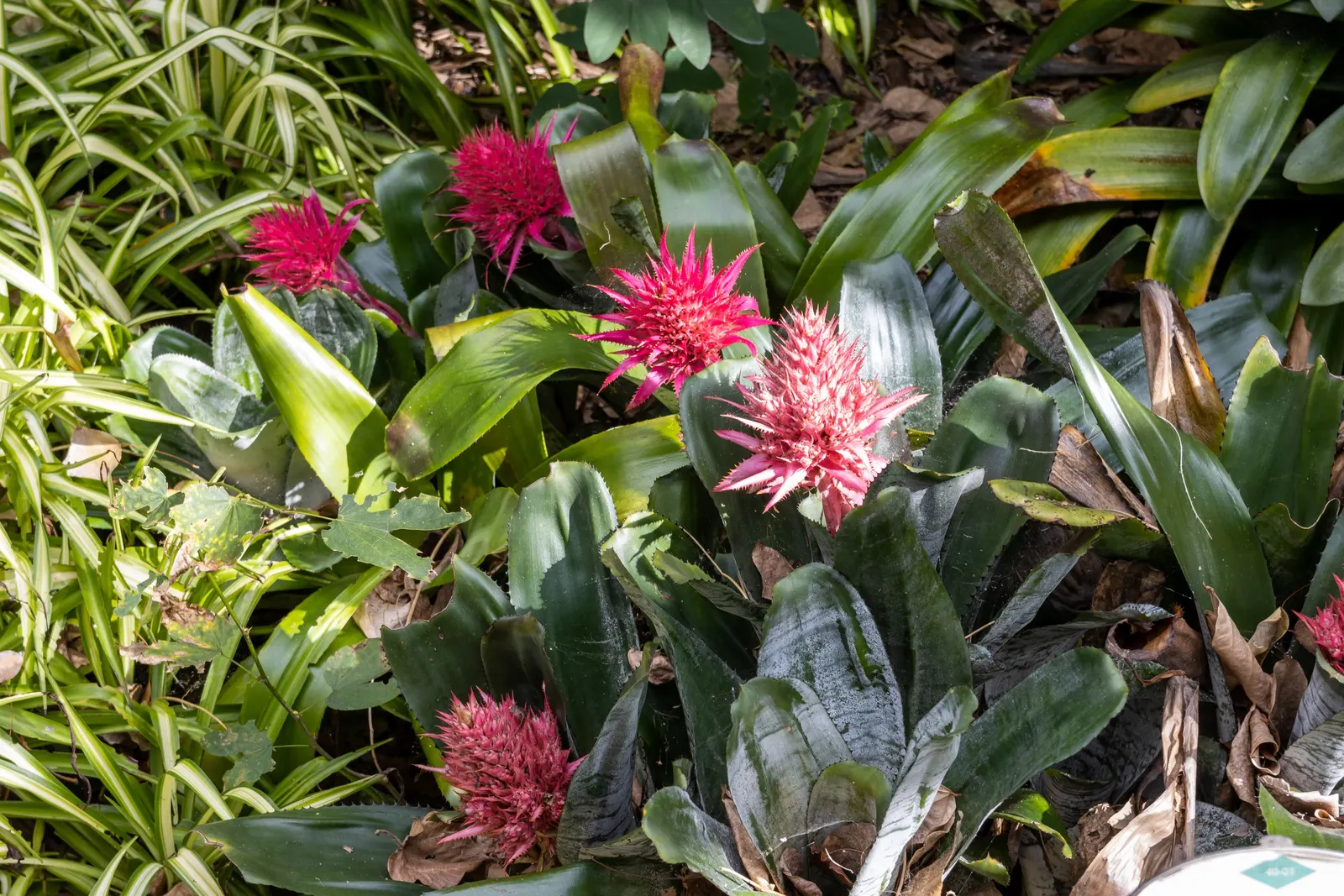 Pink Thistle Bromeliad (Aechmea Fasciata) — This bract can reach a height of 8 to 10 inches