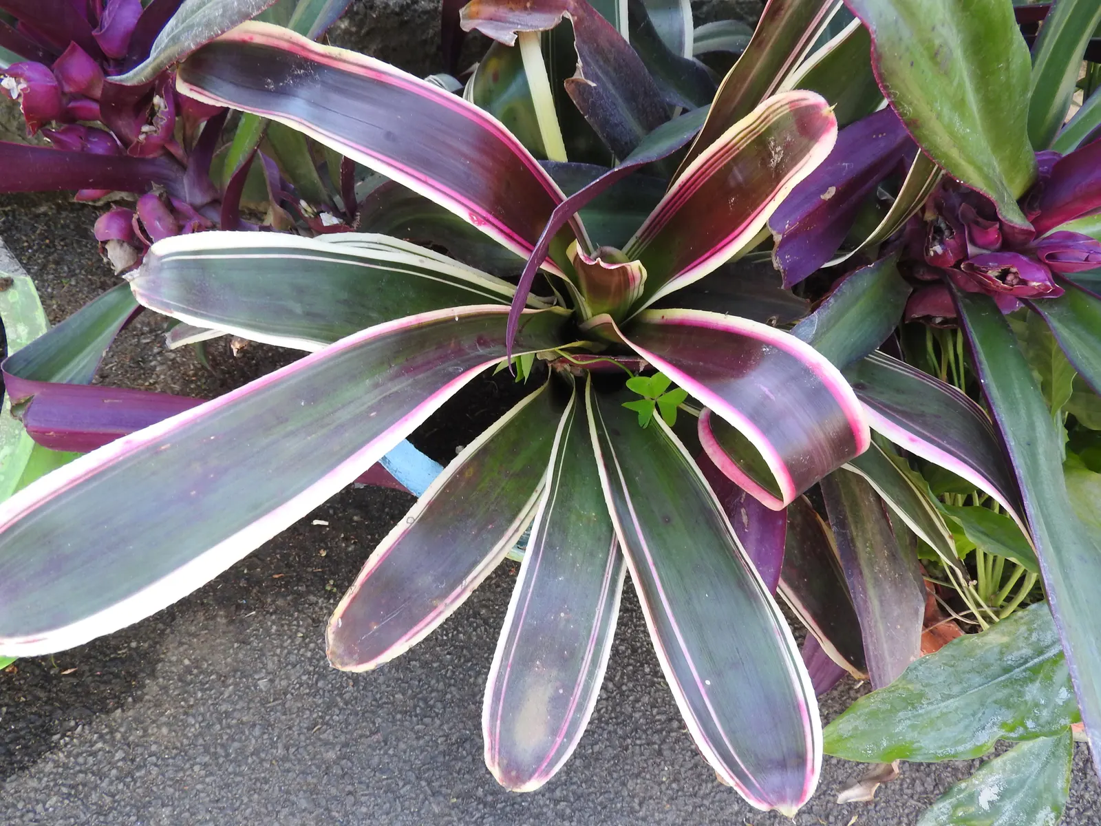 Pink Thistle Bromeliad (Aechmea Fasciata) — This robust plant prefers partial shade to filtered light and requires well-draining soil; aechmea, image 53