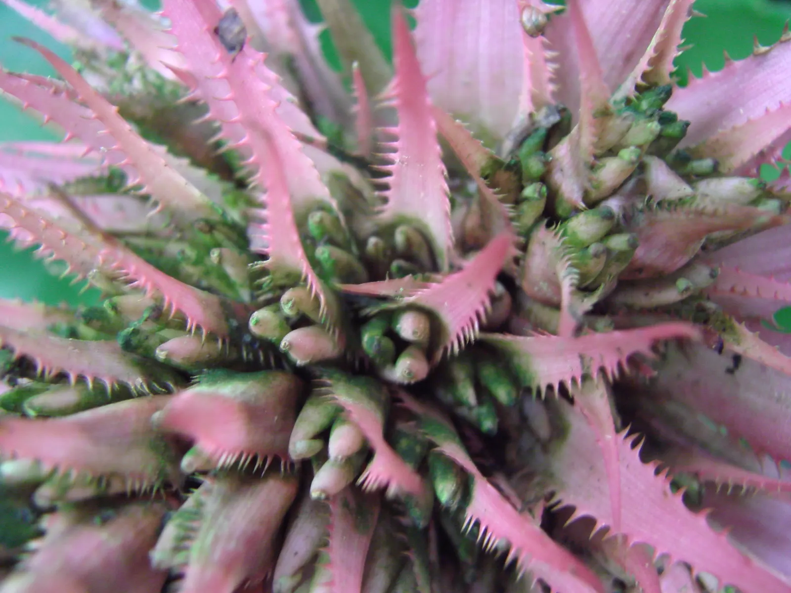 Pink Thistle Bromeliad (Aechmea Fasciata) — succulent with pink and red blooms; typically between 2 to 4 months, image 99