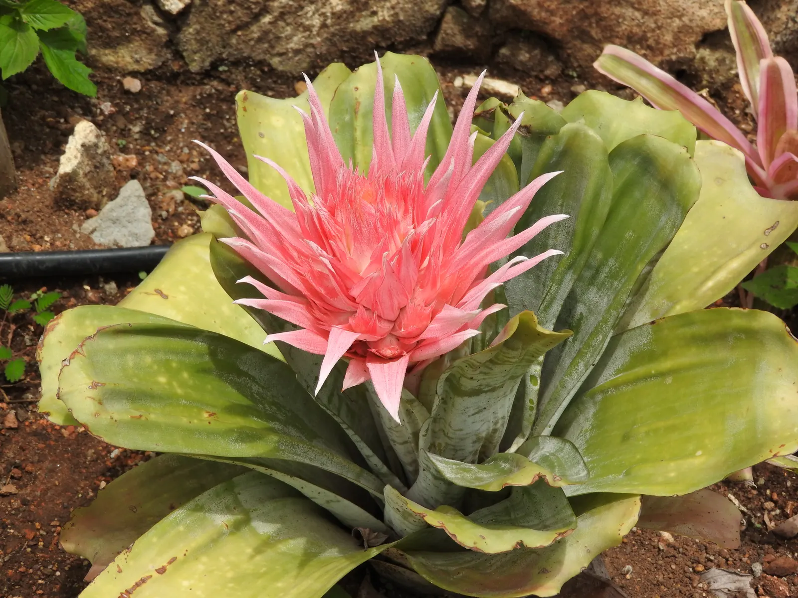 Pink Thistle Bromeliad (Aechmea Fasciata) — This bract can reach a height of 8 to 10 inches, image 63
