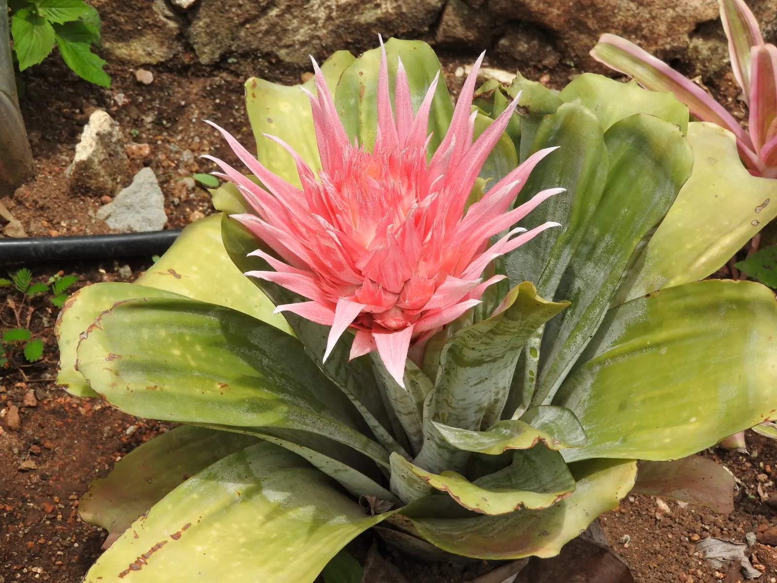 Pink Thistle Bromeliad (Aechmea Fasciata) — it produces small lavender or bluish flowers; leathery leaves that typically span up to 18 inches in, image 66