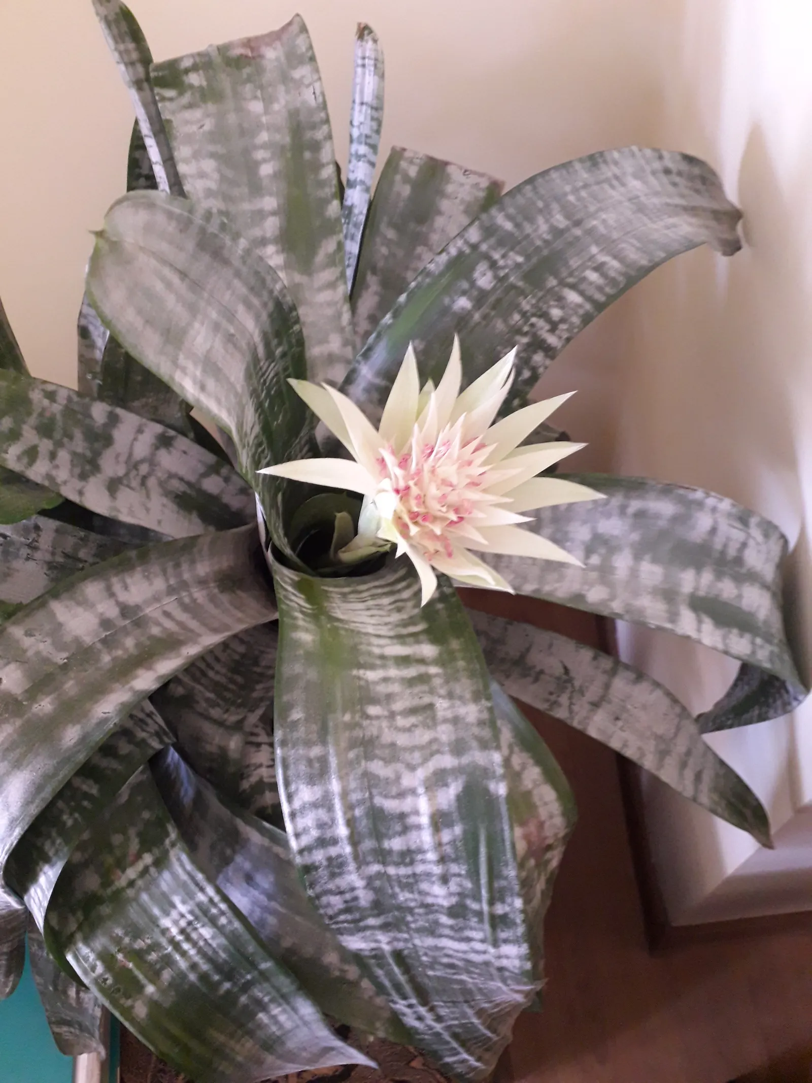 Pink Thistle Bromeliad (Aechmea Fasciata) — scientifically referred to as Aechmea fasciata; hailing from the bromeliad family