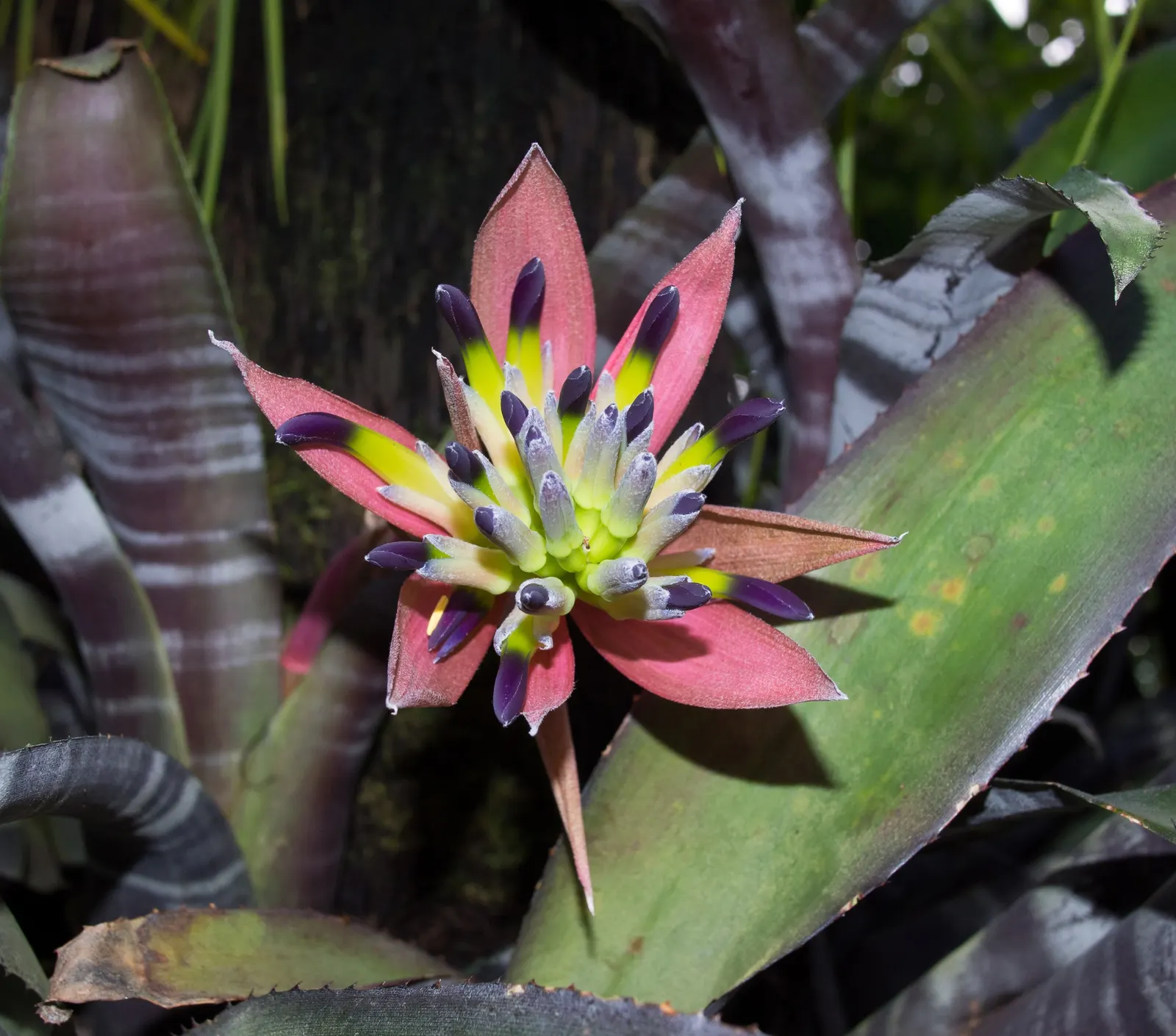 Pink Thistle Bromeliad (Aechmea Fasciata) — The inflorescence provides a dramatic focal point within a landscape.<br><br>Easy to maintain; it, image 67