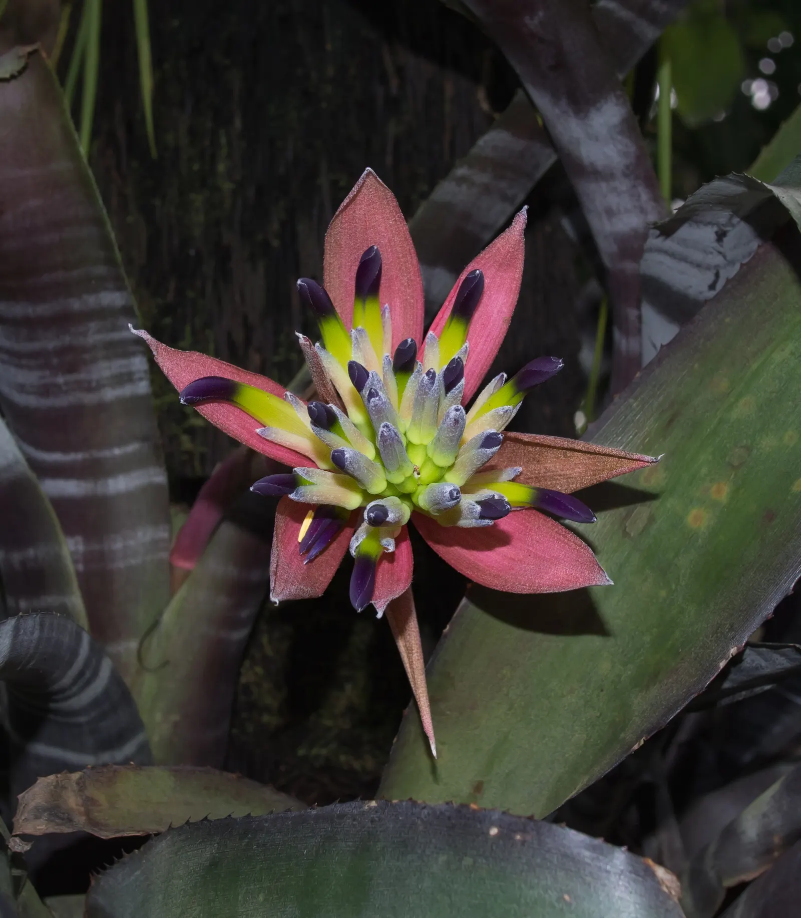 Pink Thistle Bromeliad (Aechmea Fasciata) — Hailing from the bromeliad family
