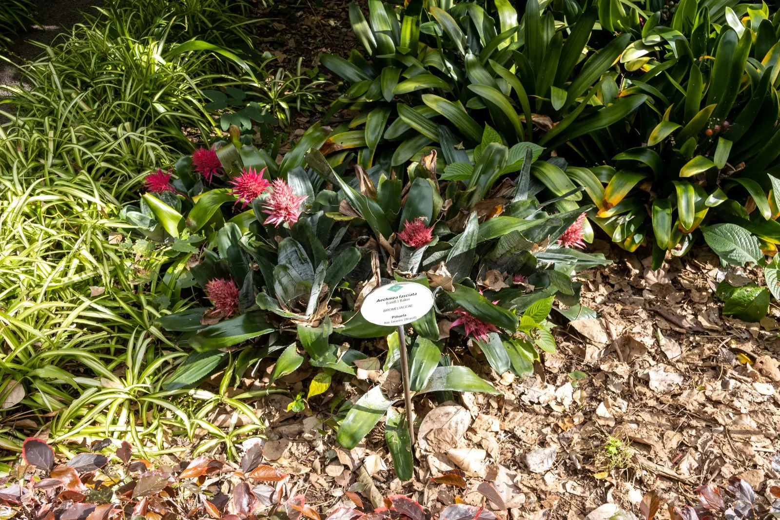 Pink Thistle Bromeliad (Aechmea Fasciata) — The inflorescence provides a dramatic focal point within a landscape.<br><br>Easy to maintain; it, image 92