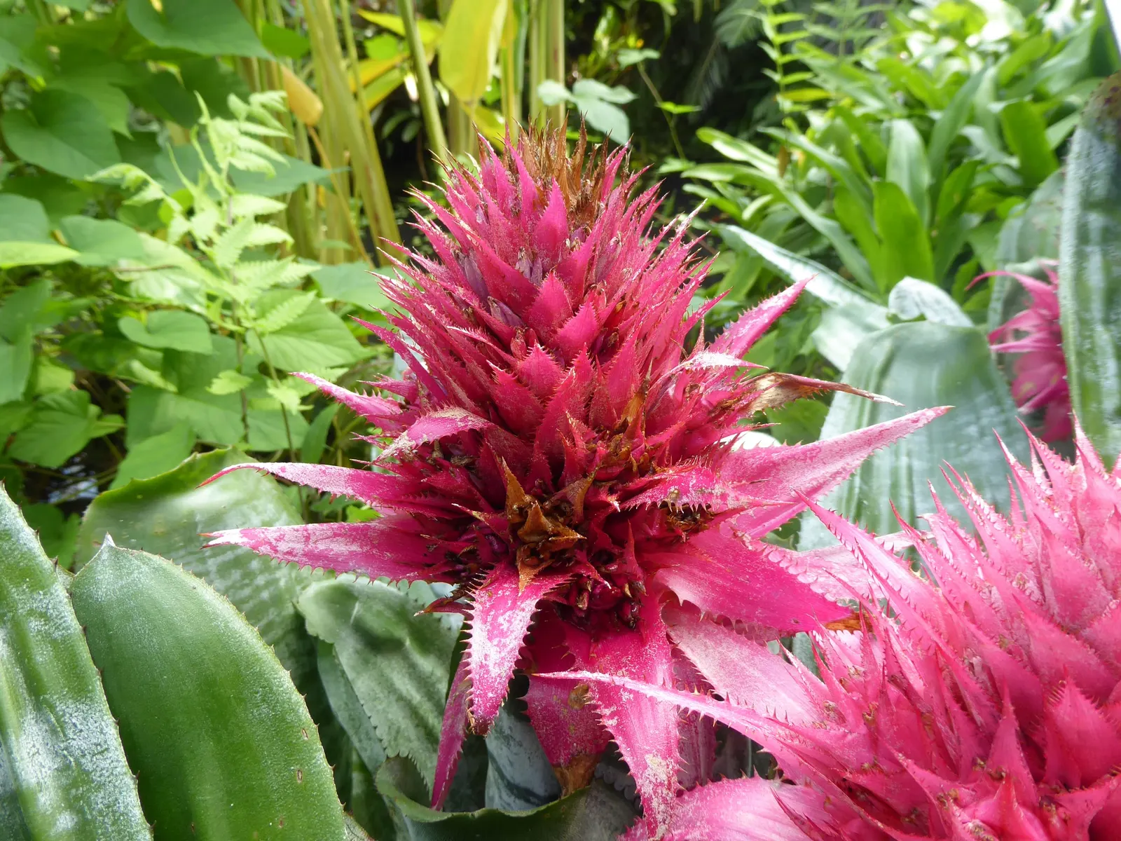 Pink Thistle Bromeliad (Aechmea Fasciata) — silver-green foliage with bands of muted silver and reaches about 18 inches in height and width; suitable for USDA