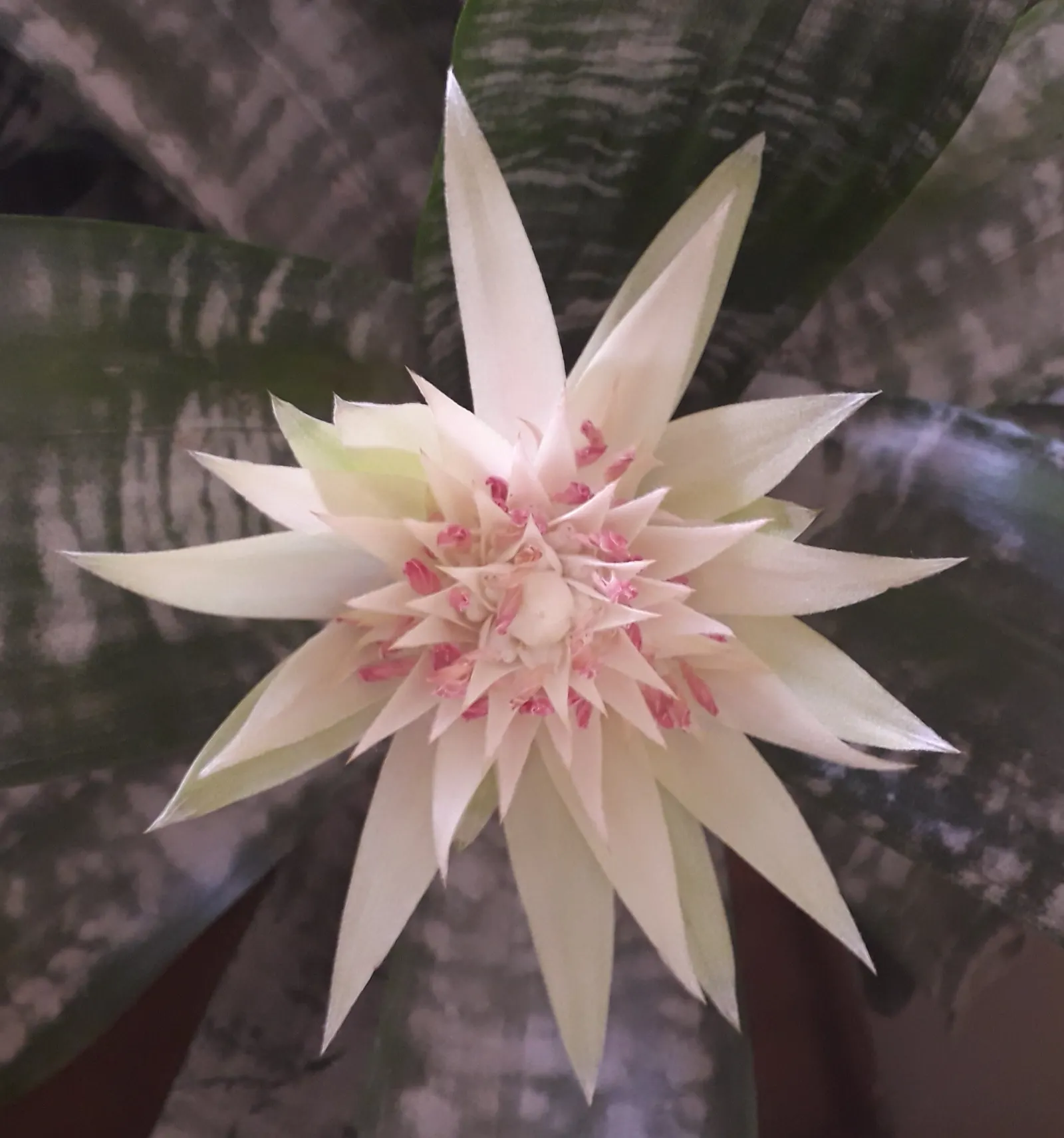 Pink Thistle Bromeliad (Aechmea Fasciata) — Aechmea fasciata prefers bright