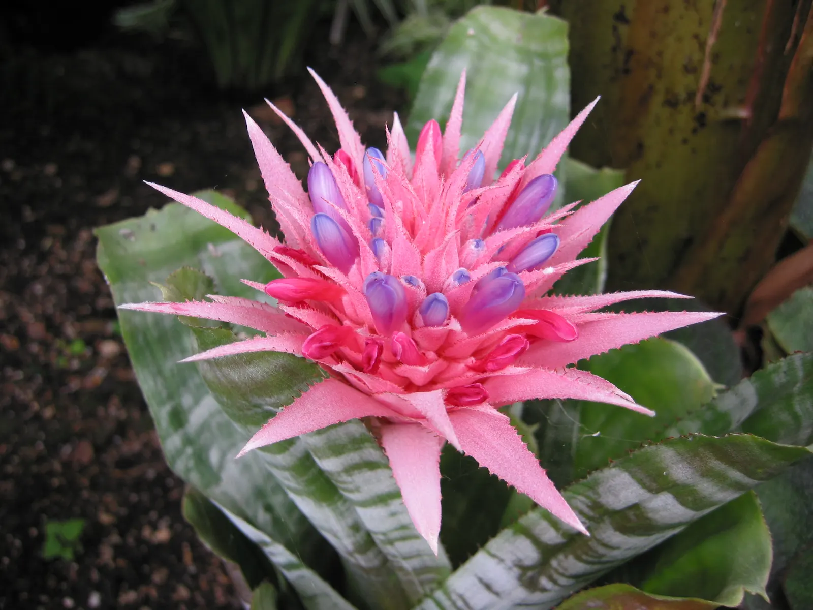 Pink Thistle Bromeliad (Aechmea Fasciata) — it produces small lavender or bluish flowers