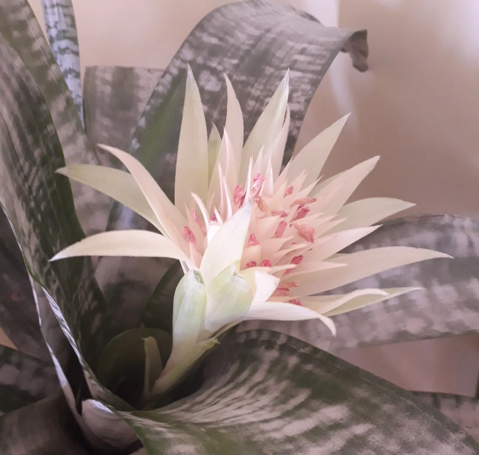 Pink Thistle Bromeliad (Aechmea Fasciata) — leathery leaves that typically span up to 18 inches in length