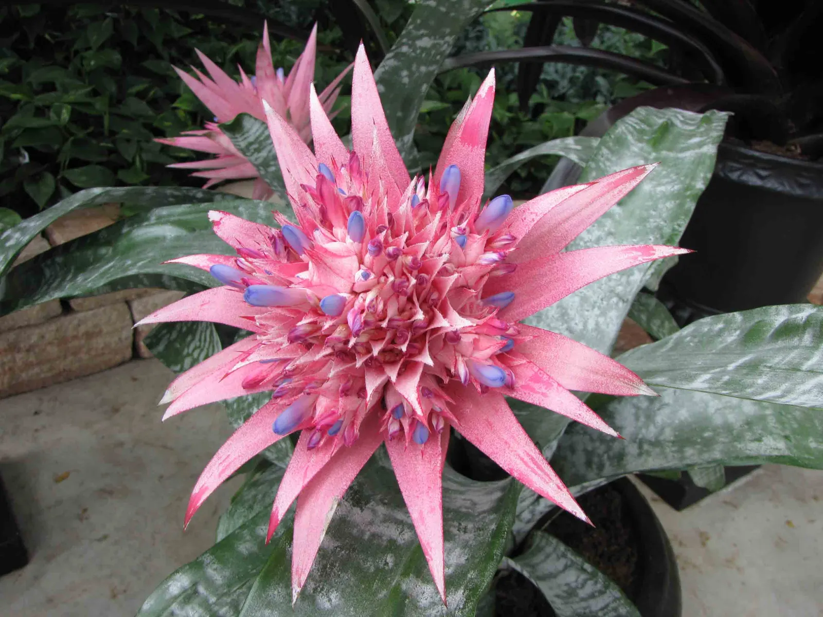 Pink Thistle Bromeliad (Aechmea Fasciata) — Hailing from the bromeliad family; be sure to fill the central "tank" formed by the leaf rosette with, image 82