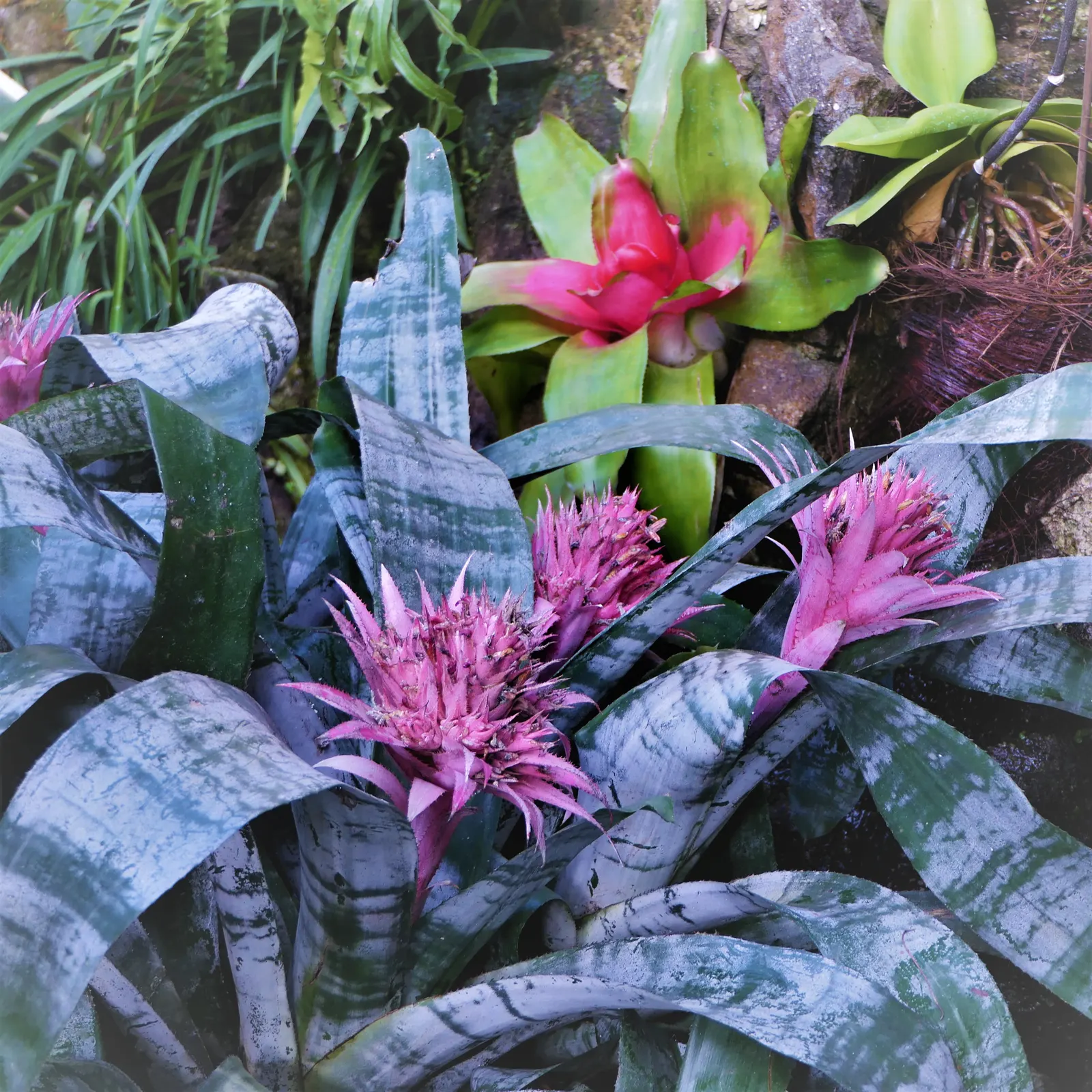 Pink Thistle Bromeliad (Aechmea Fasciata) — which emerges as a spectacular pink bract resembling a thistle; is a striking evergreen perennial, image 62