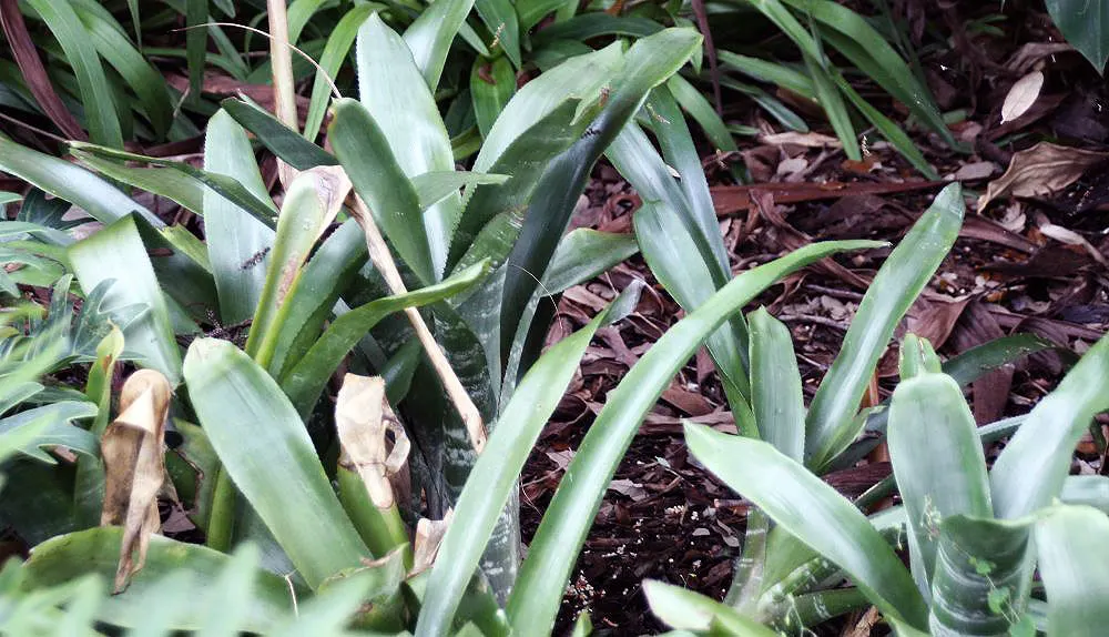 Pink Thistle Bromeliad (Aechmea Fasciata) — Suitable for USDA zones 10-11, it makes an exotic, low-maintenance statement in temperate garden designs