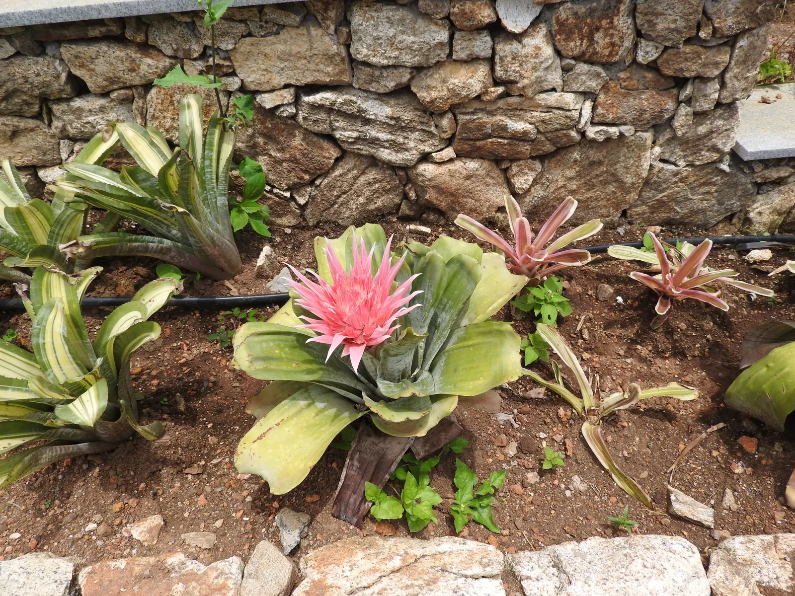 Pink Thistle Bromeliad (Aechmea Fasciata) — succulent for deep shade or shade; aechmea fasciata serves as an excellent ground cover or a stunning, image 75