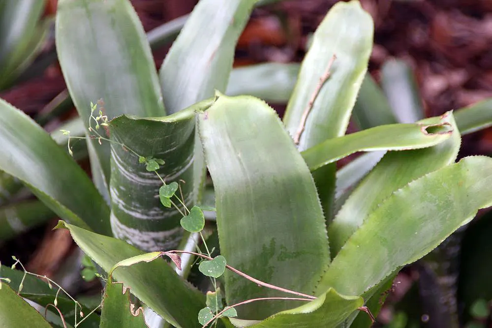 Pink Thistle Bromeliad (Aechmea Fasciata) — indirect sunlight and thrives in USDA Hardiness Zones 10 to 12; scientifically referred to as Aechmea fasciata
